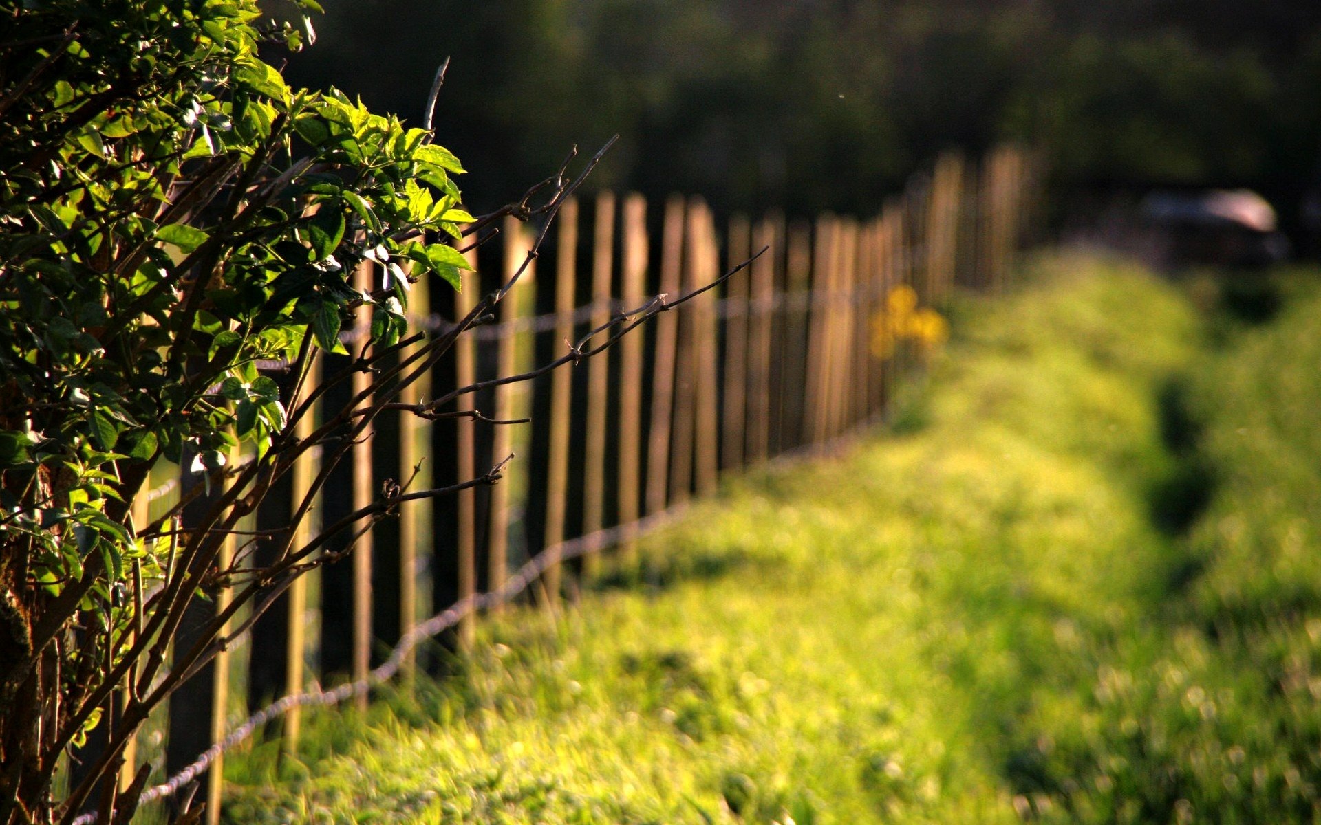 natur makro baum bäume zweige blätter blätter blätter gras grün wiese zaun zaun zaun sonne tag unschärfe bokeh hintergrund tapete widescreen vollbild widescreen