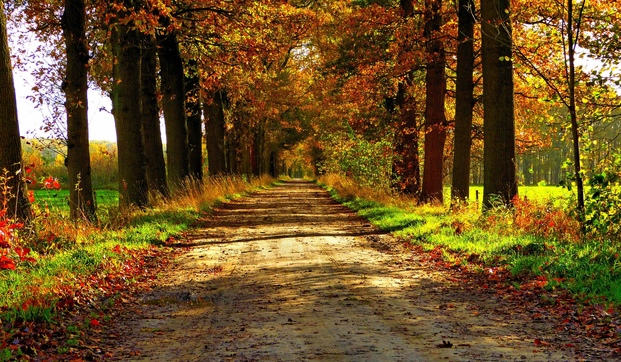 nature forest park trees leaves colorful road autumn fall colors walk