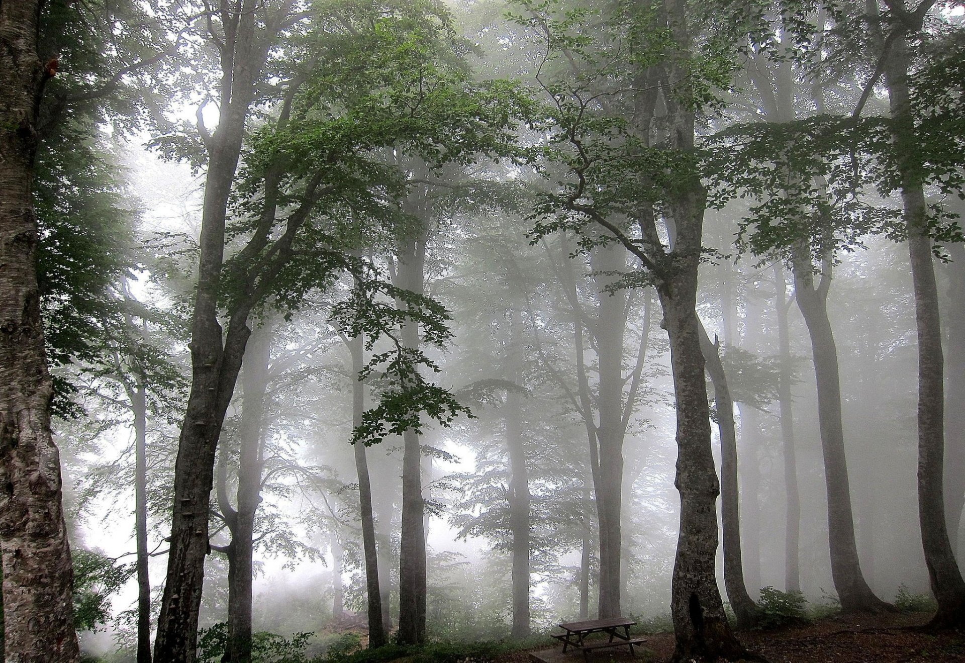 bosque niebla árboles