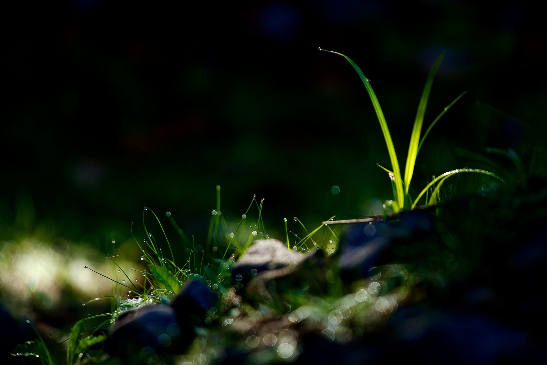 gras wassertropfen tau blendung