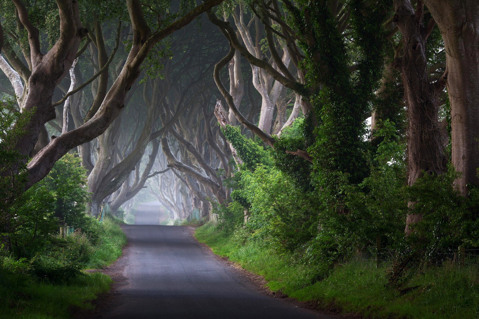 irland straße bäume stämme büsche nebel morgen natur