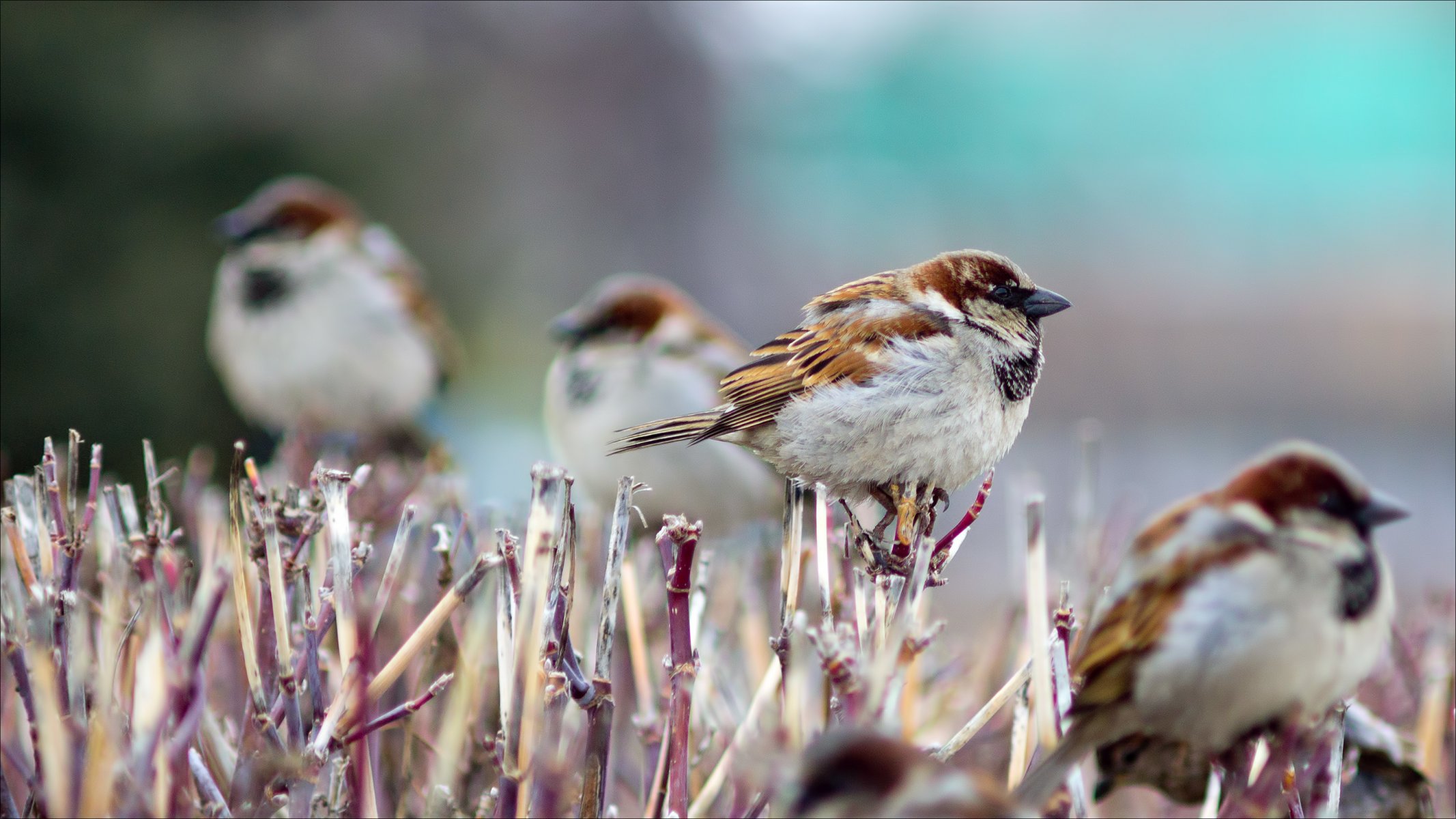 nature birds sparrow