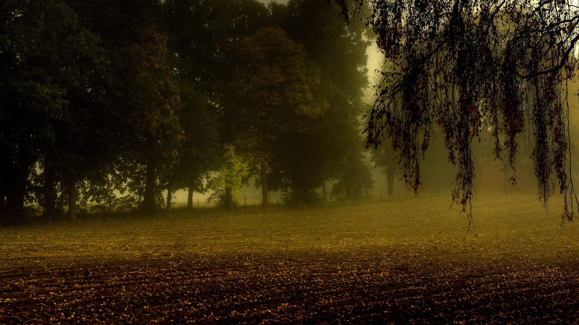 bäume feld acker äste nebel herbst