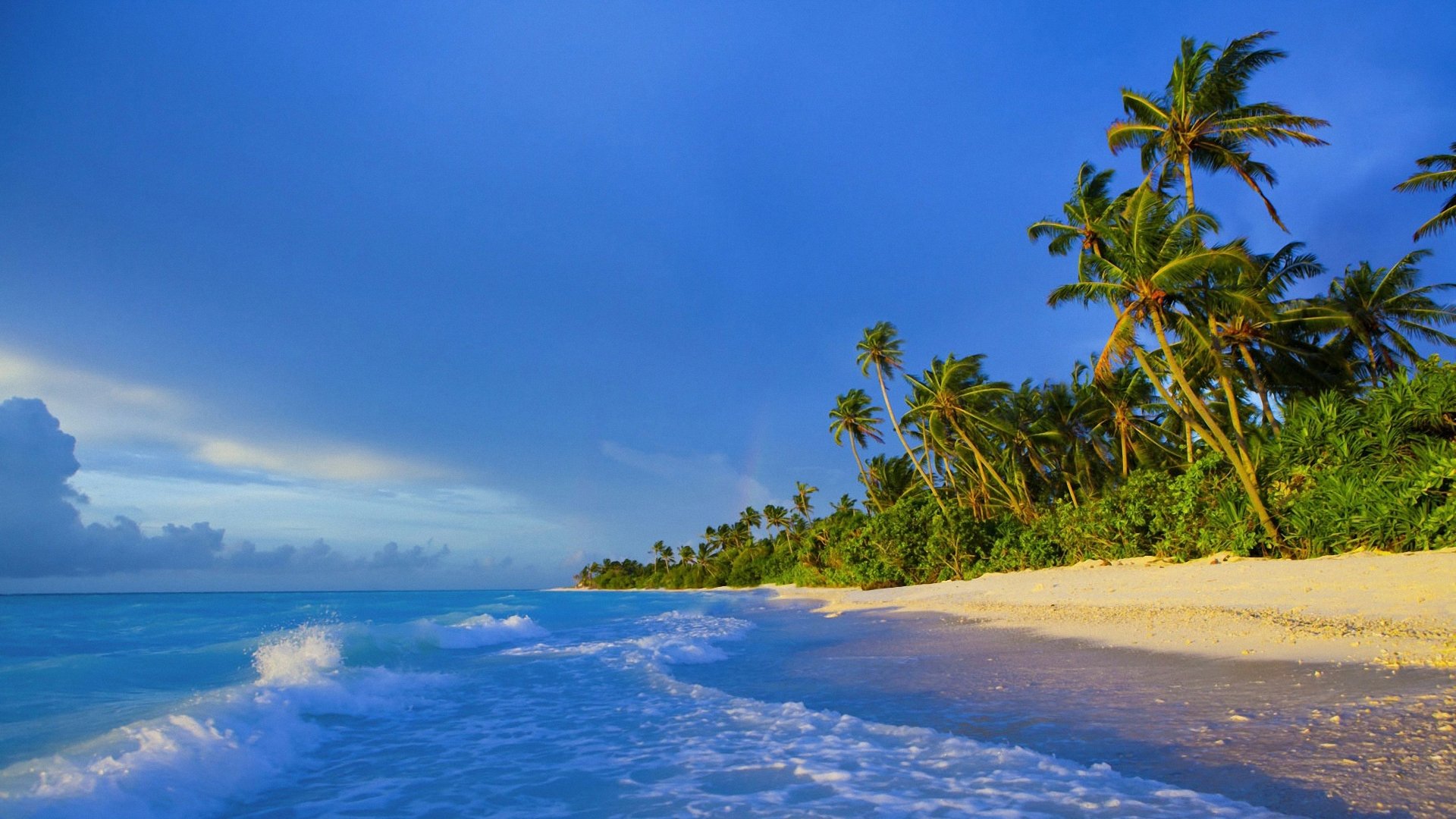 the maldives beach palm