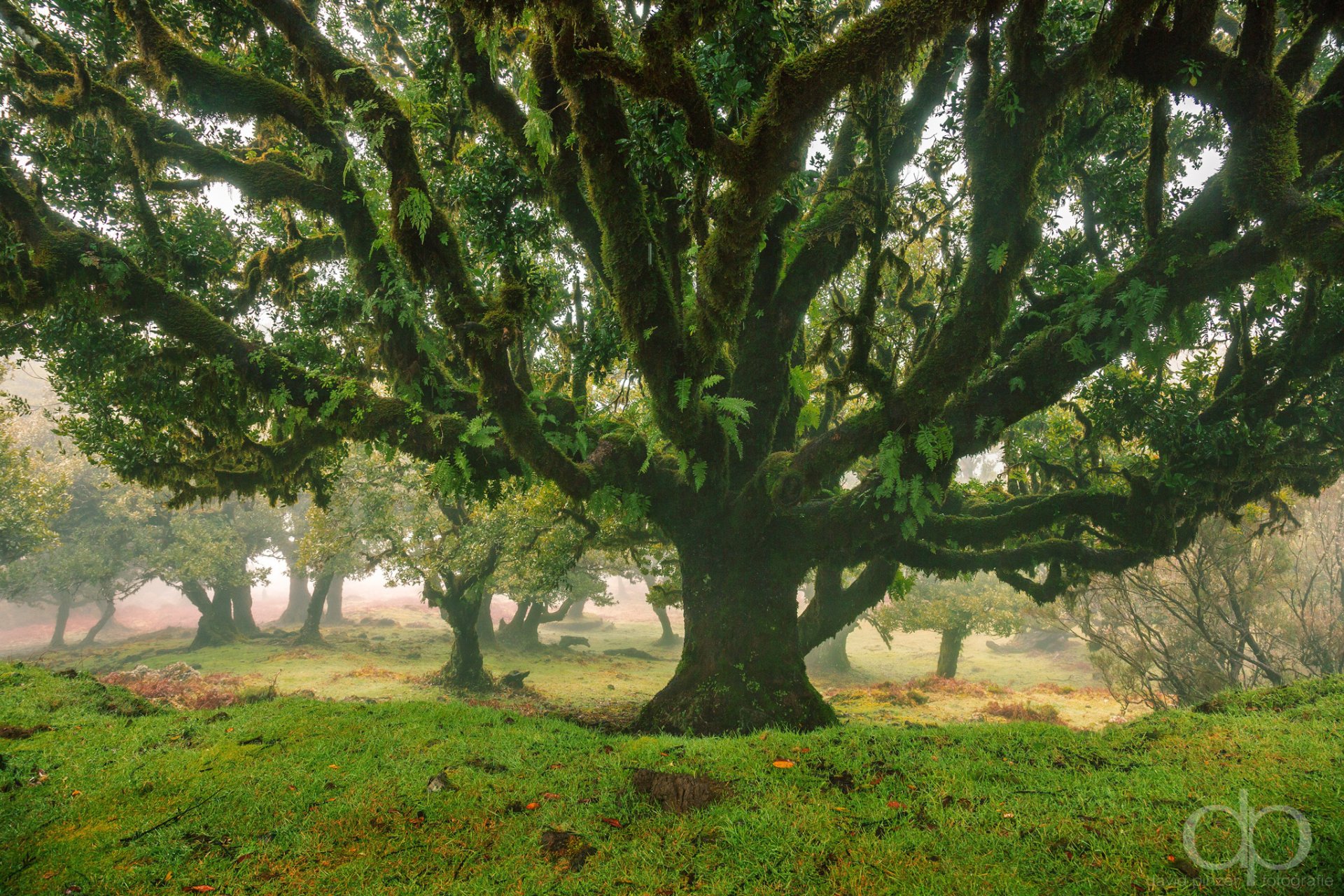 nature arbre forêt parc david pinzer photo