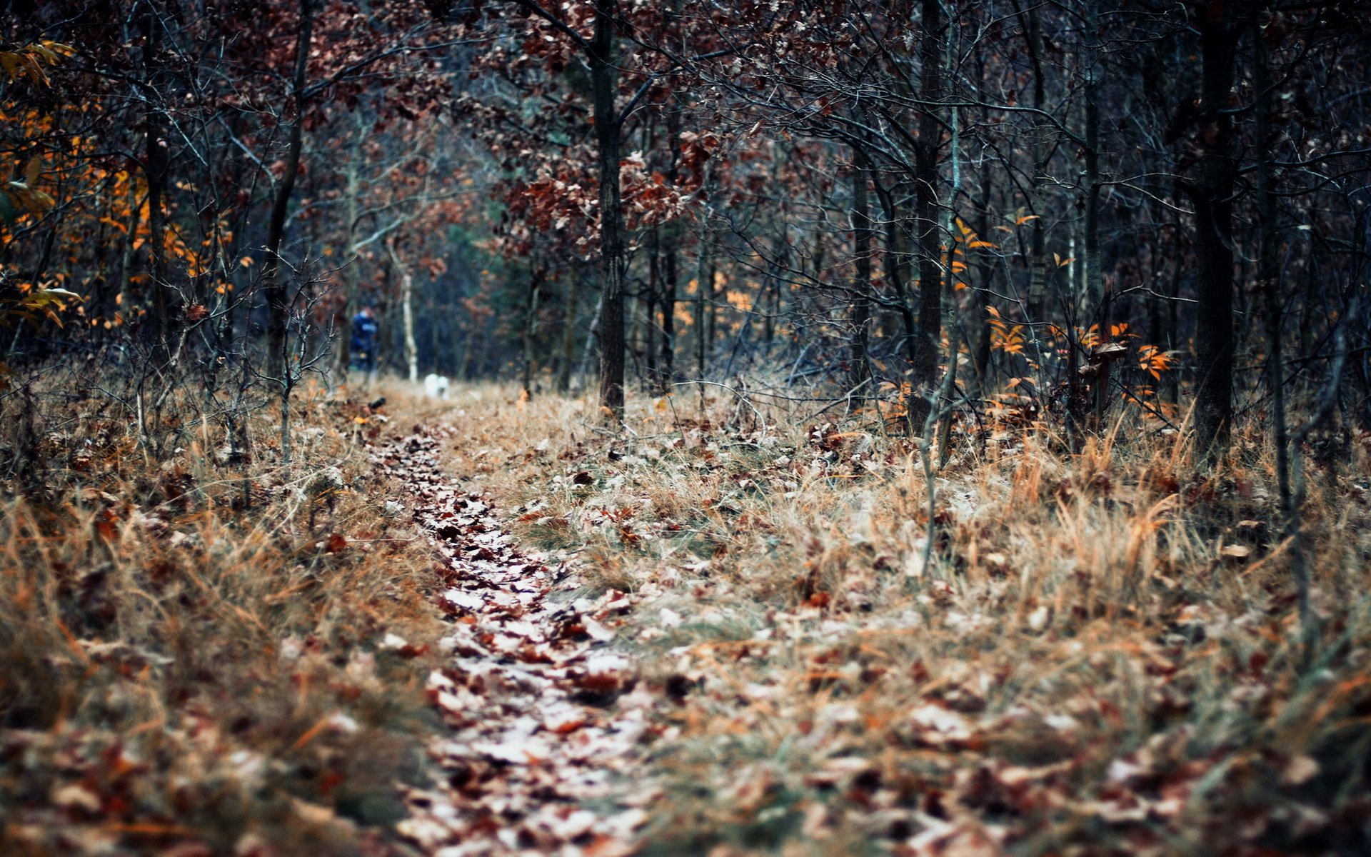 automne feuilles nature