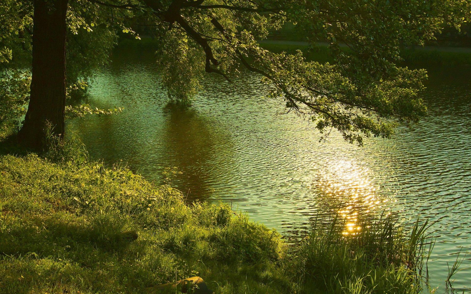 lato las rzeka natura