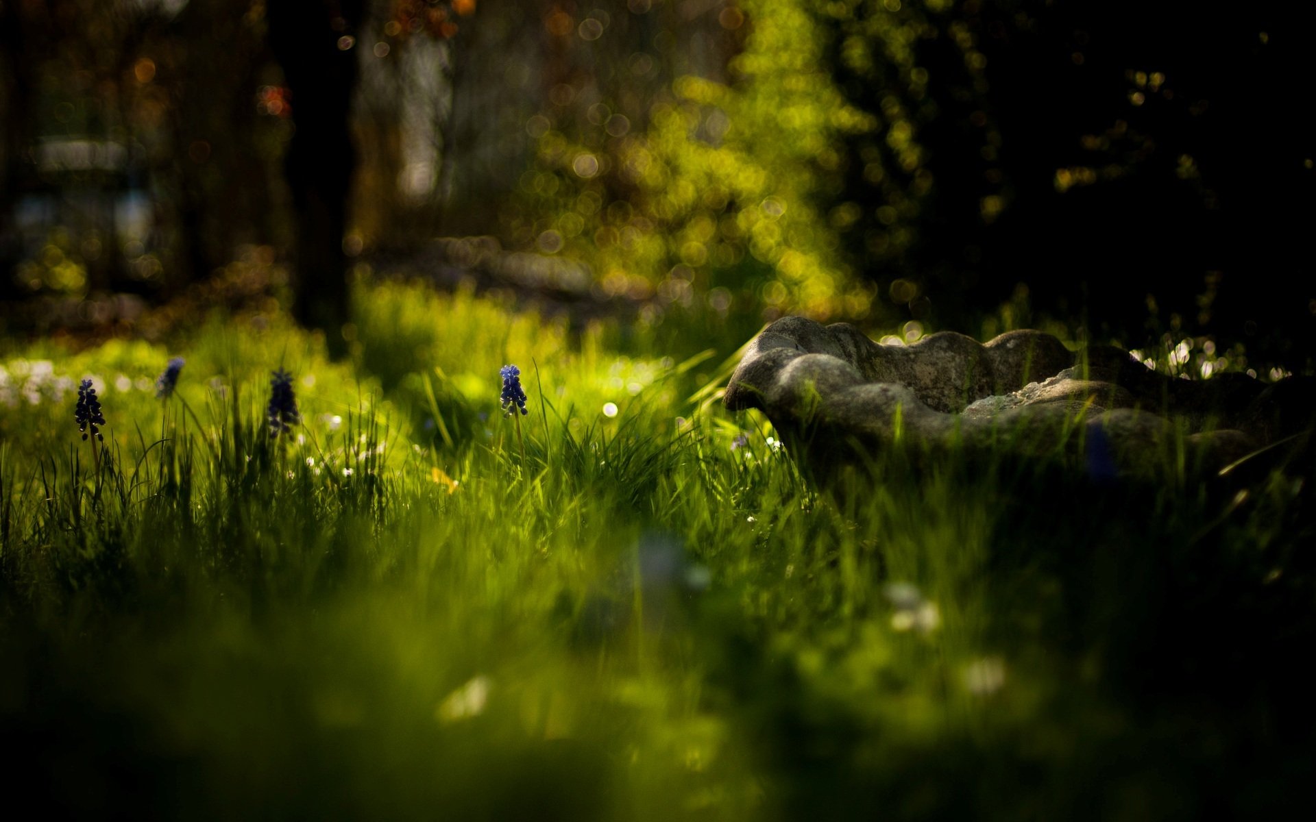 natur makro grün gras blume blumen blume bäume unschärfe bokeh tag sonne hintergrund tapete widescreen vollbild widescreen widescreen