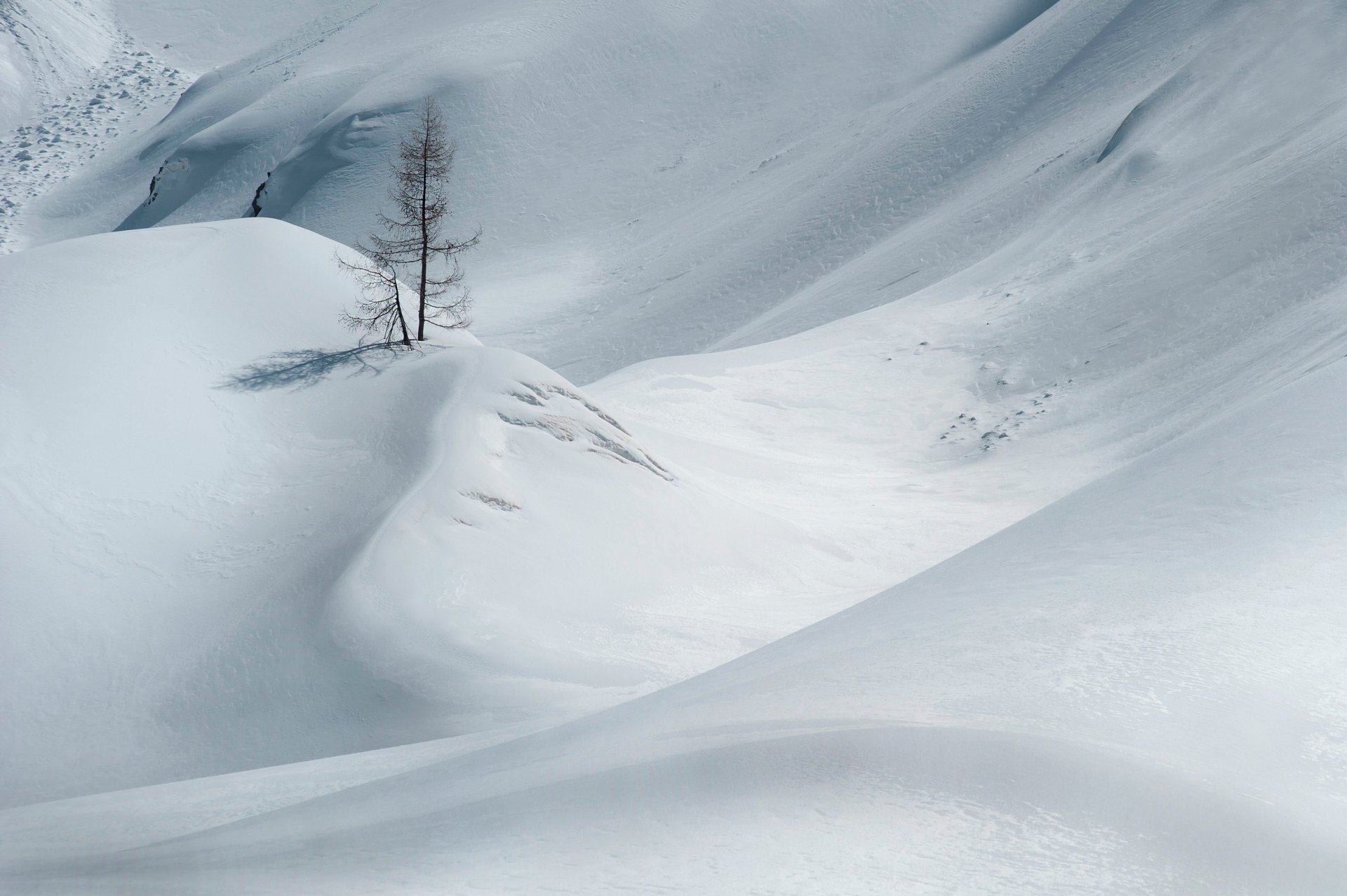 schnee winter baum