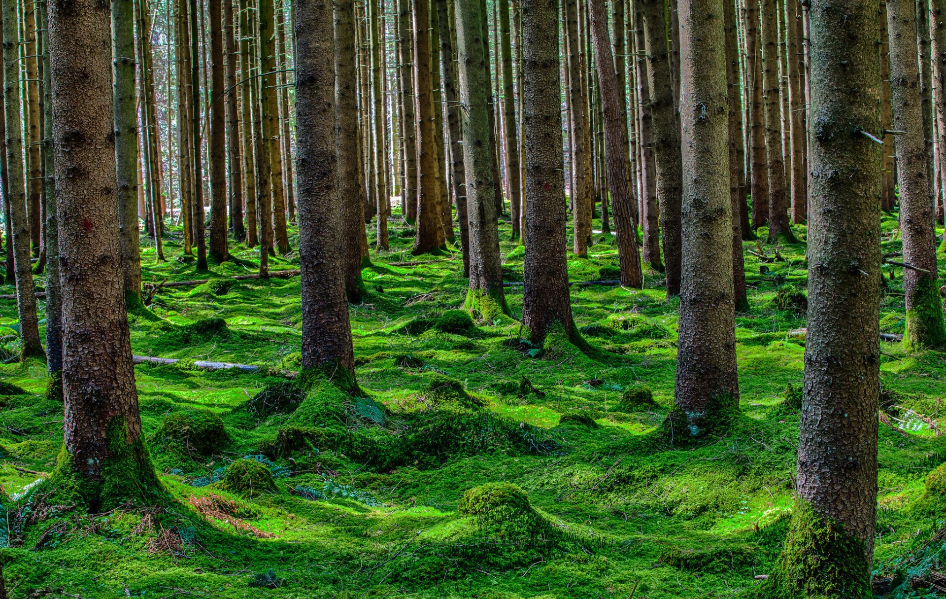 forêt arbres conifères mousse été