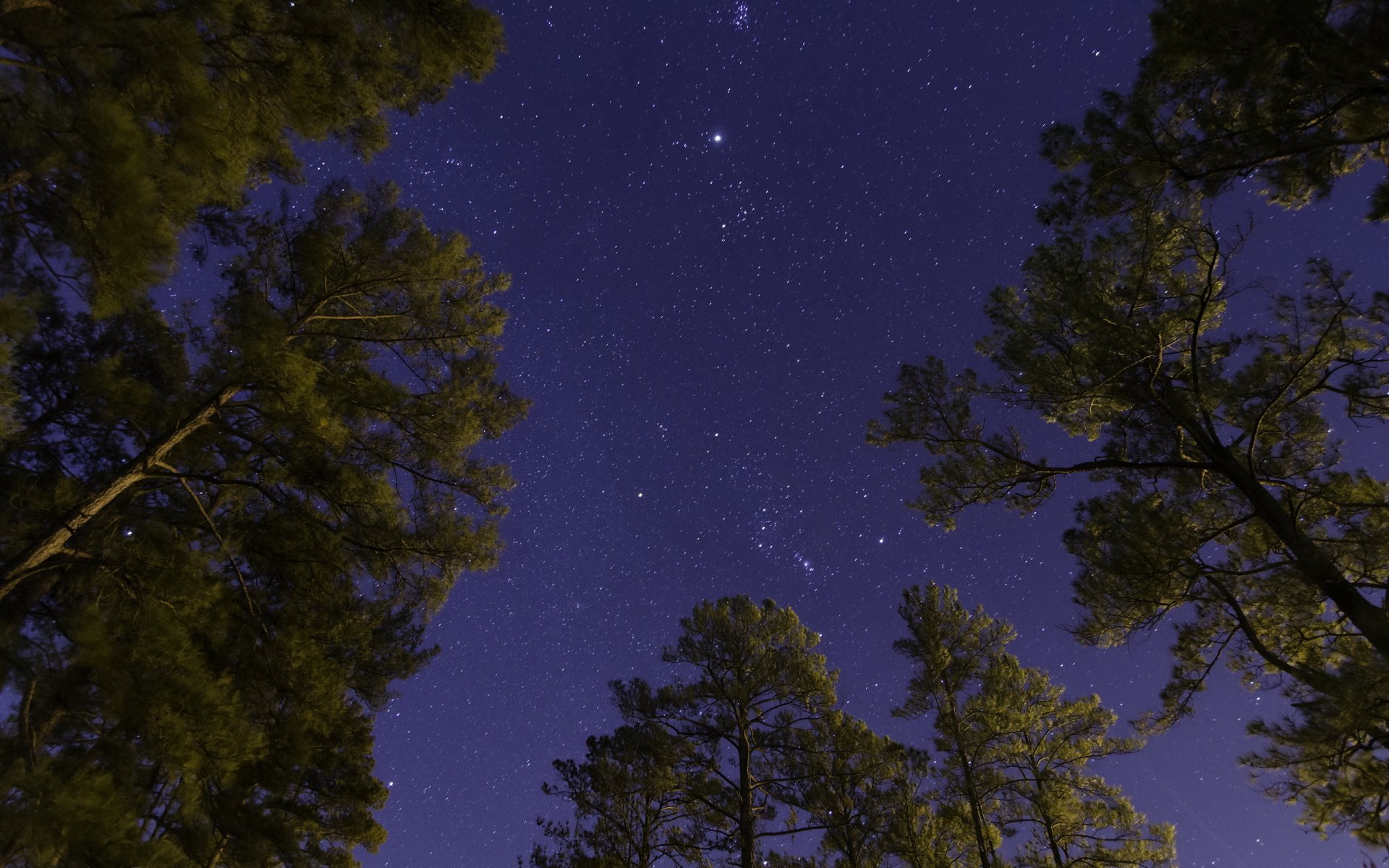 nuit arbres ciel étoiles