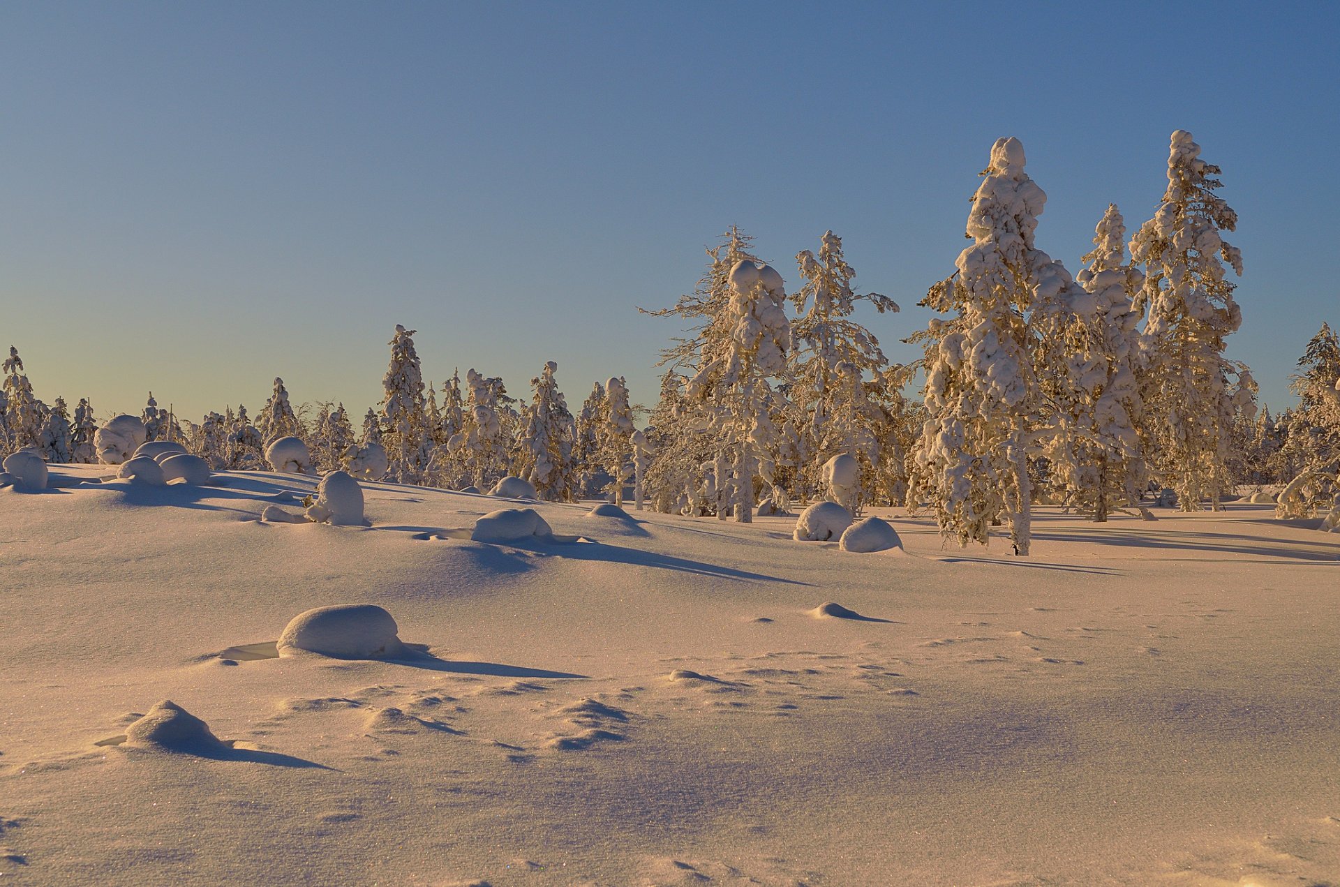 bäume schnee winter sonniger tag