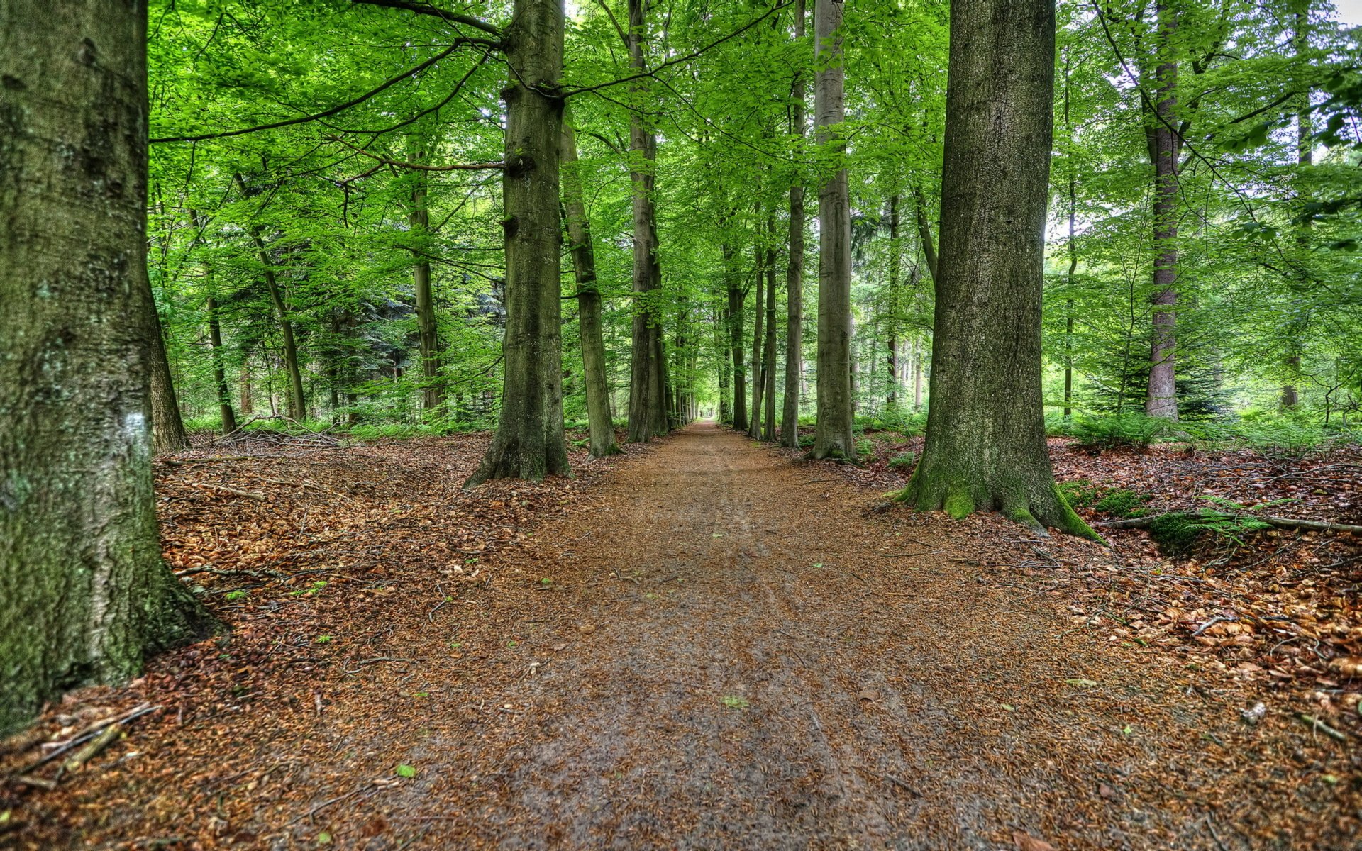 forêt route été nature paysage