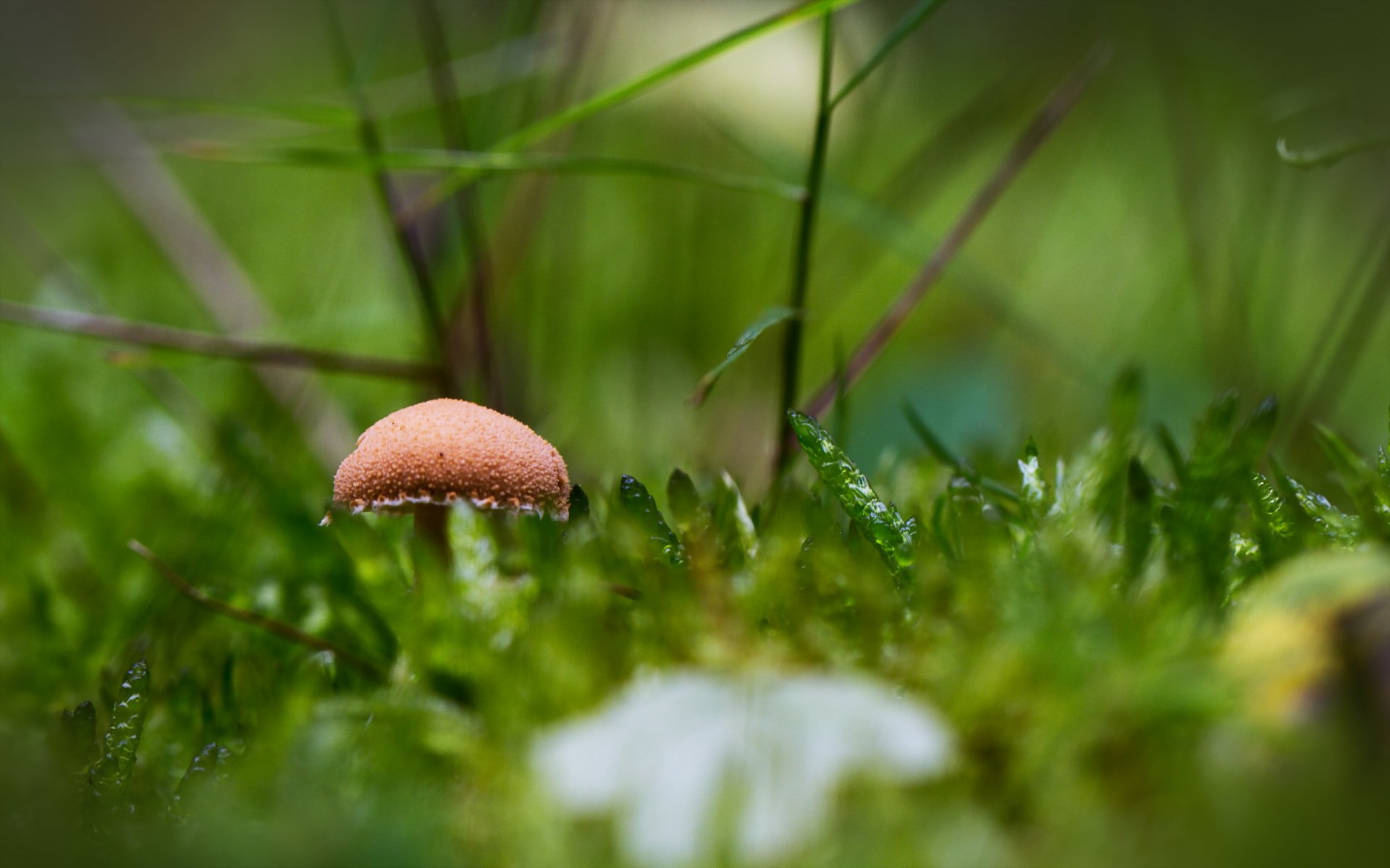 seta naturaleza fondo