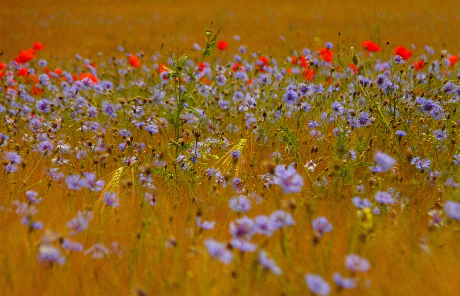 campo hierba espigas flores acianos amapolas