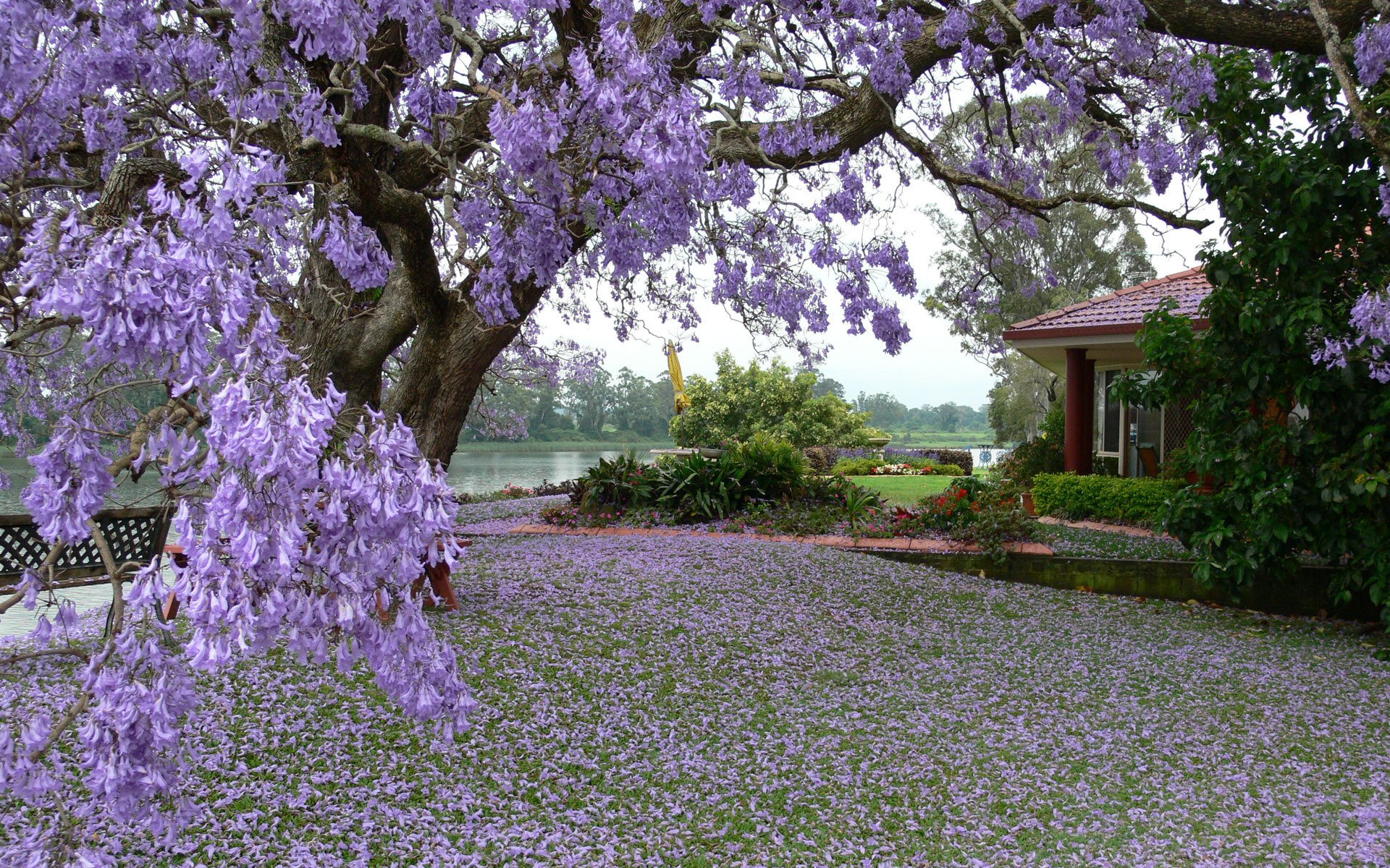 printemps arbre étang maison nature photo