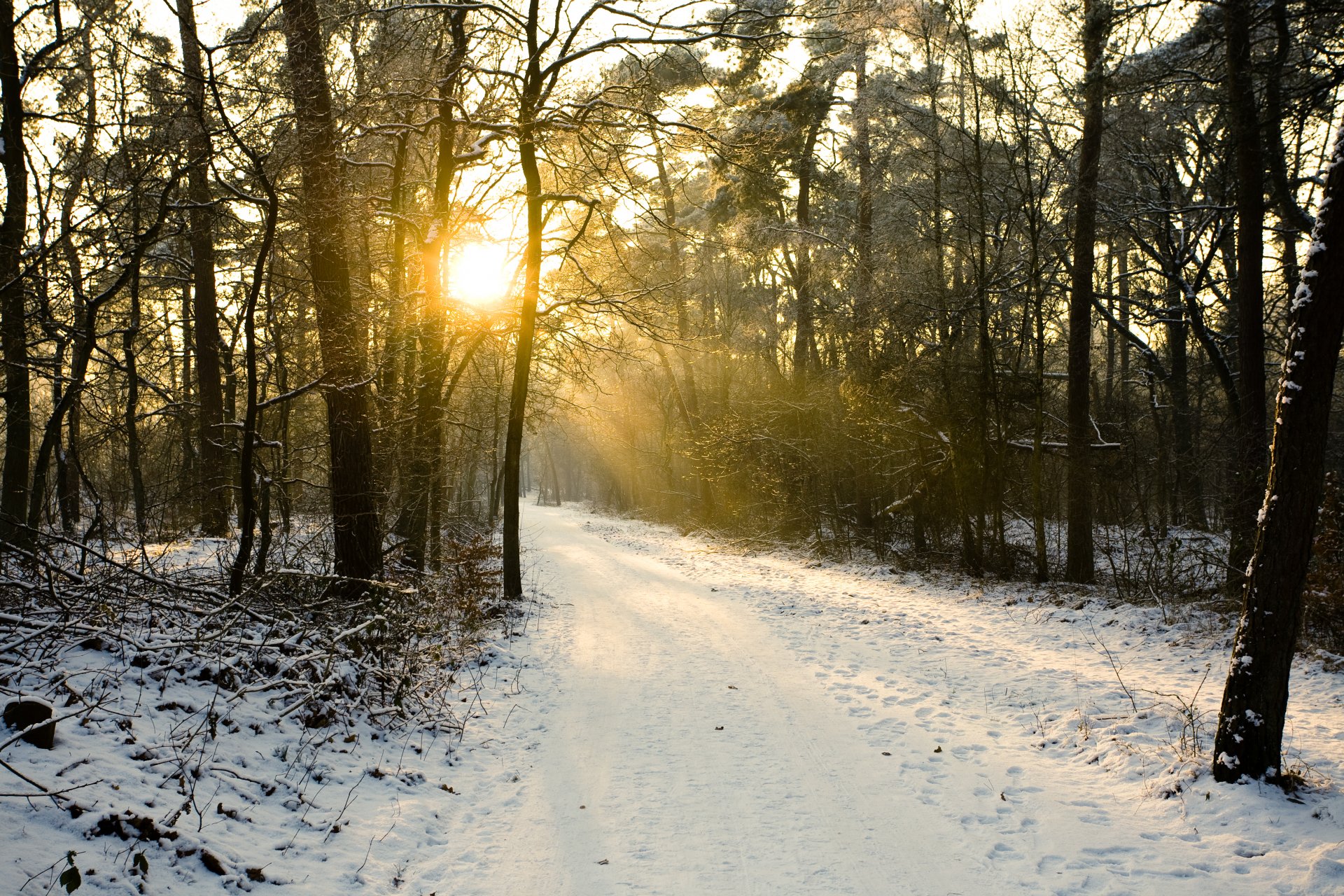 wintertag schnee bäume winter sonne