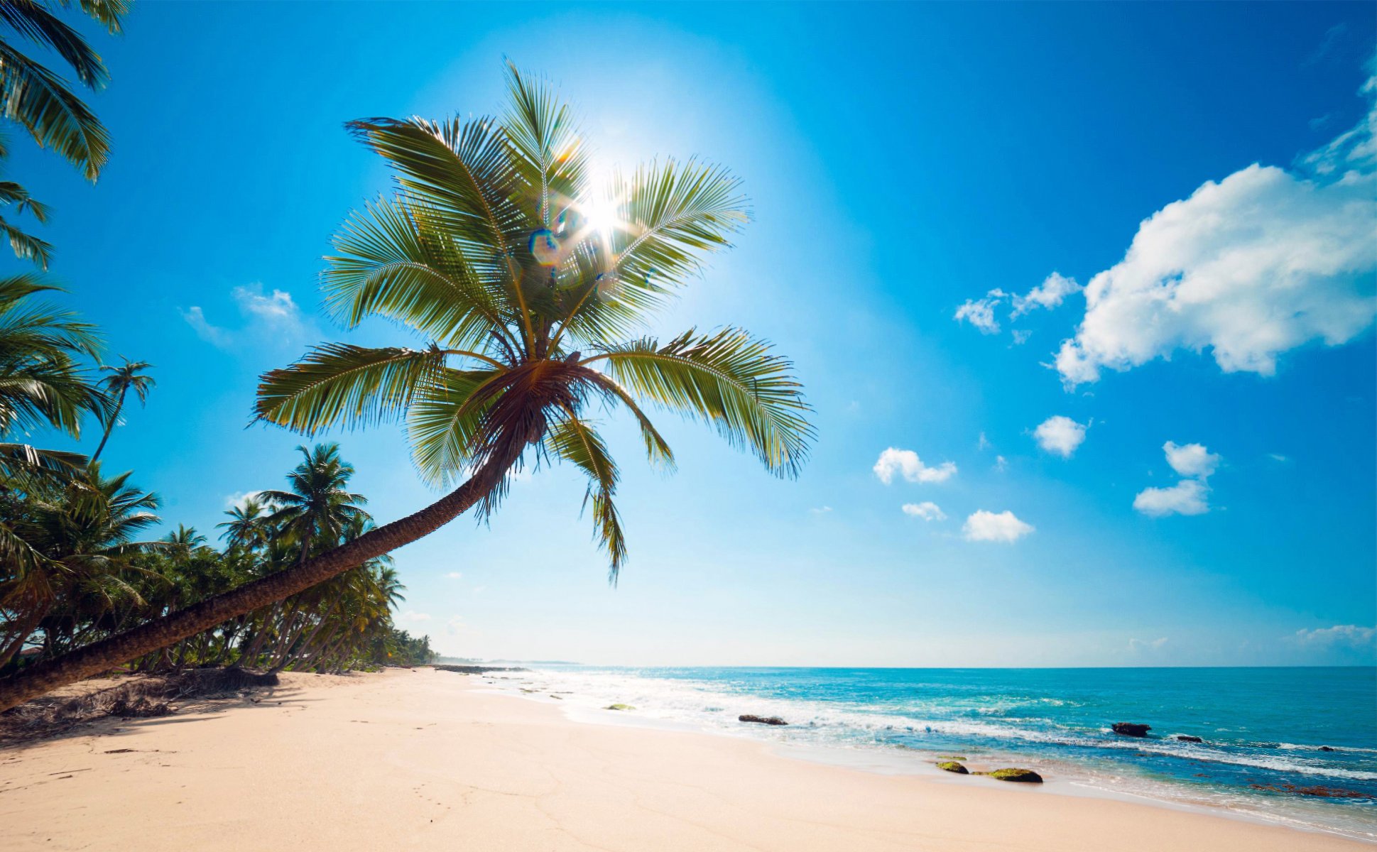 oceano palme costa spiaggia tropici