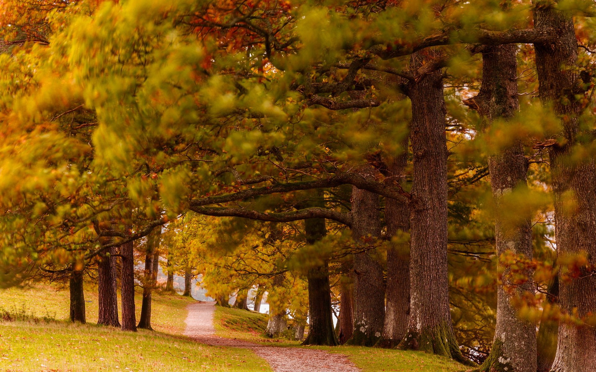 parc automne nature