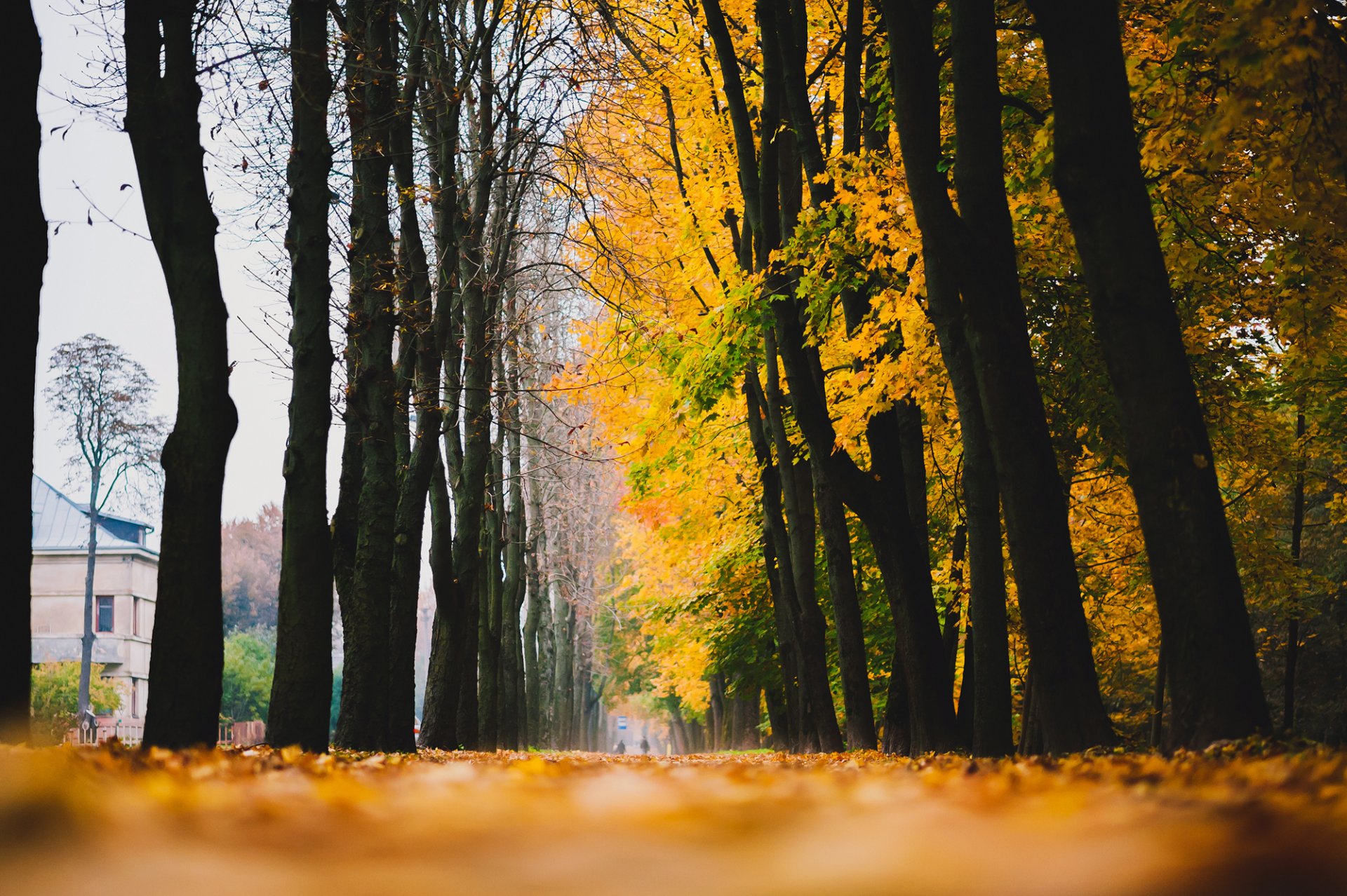 autumn alley road tree leaves yellow fallen house