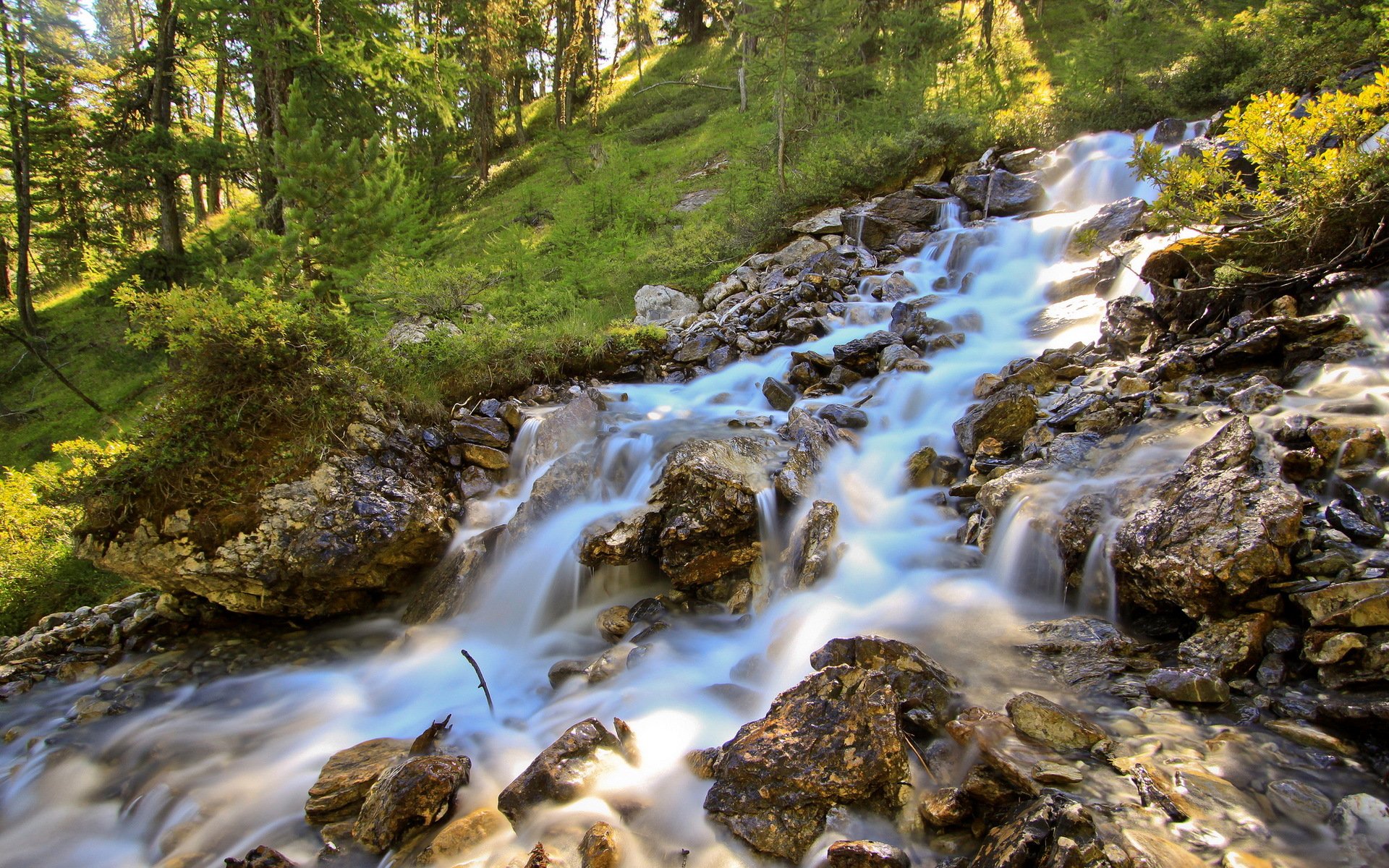 fluss wald sommer natur