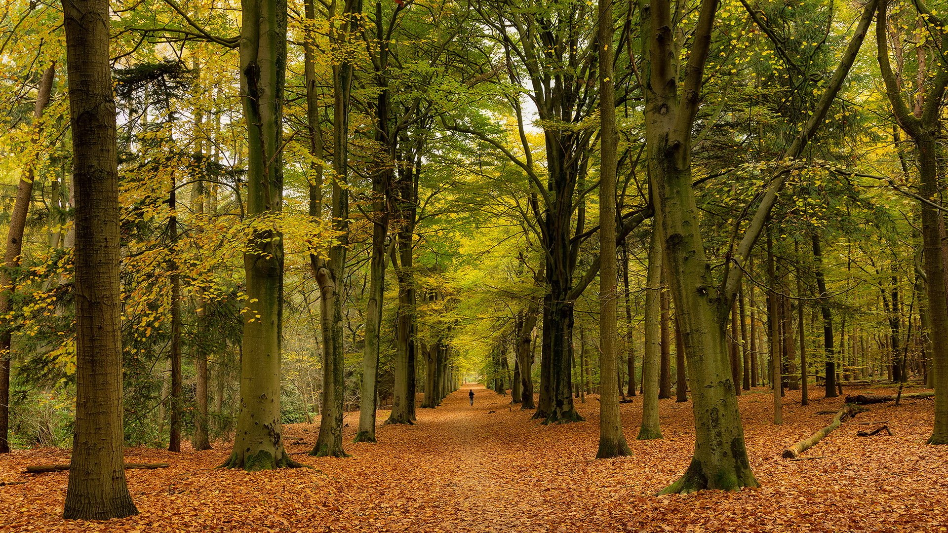 parque naturaleza otoño