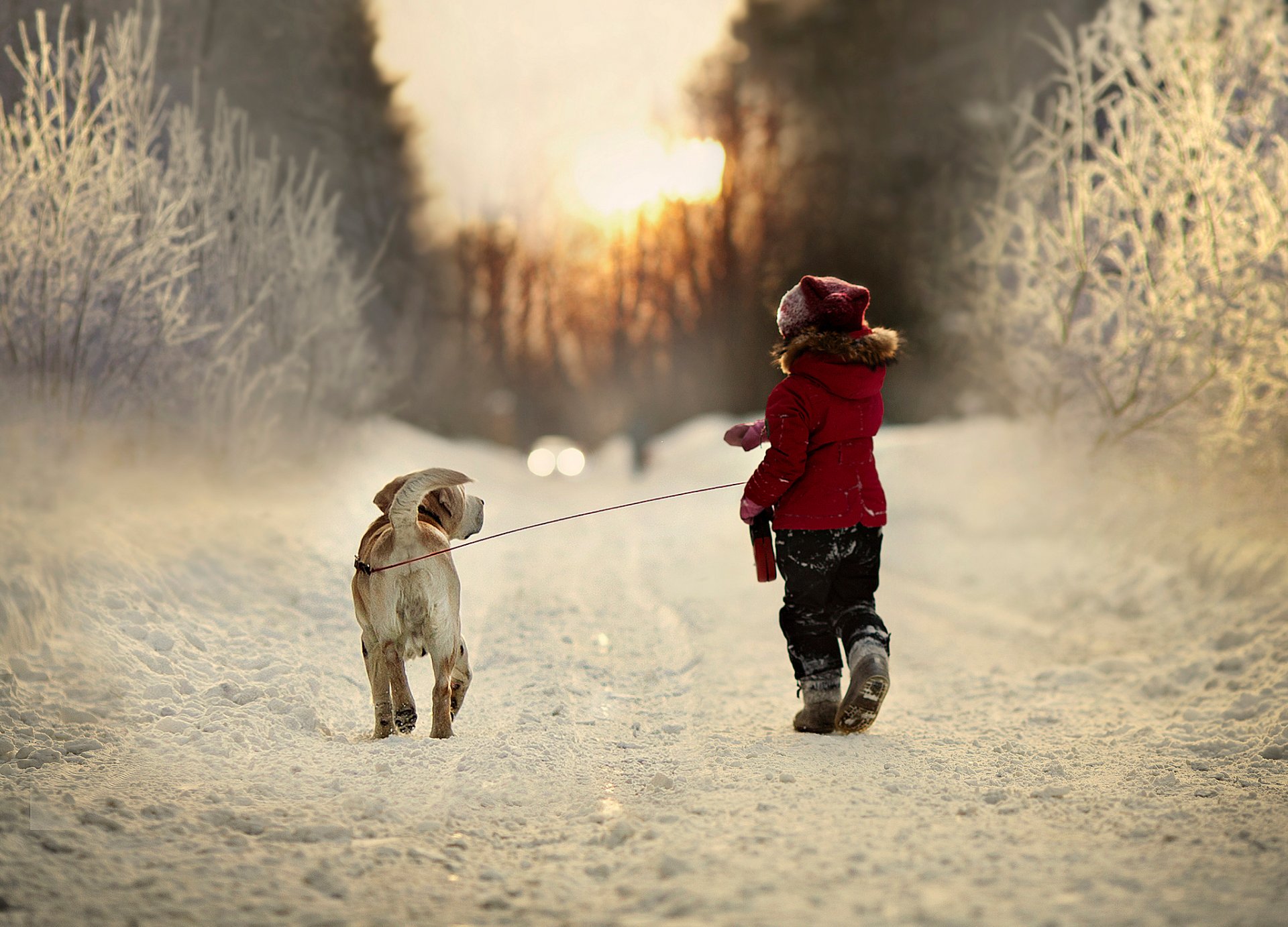 natur winter schnee straße kind hund bäume