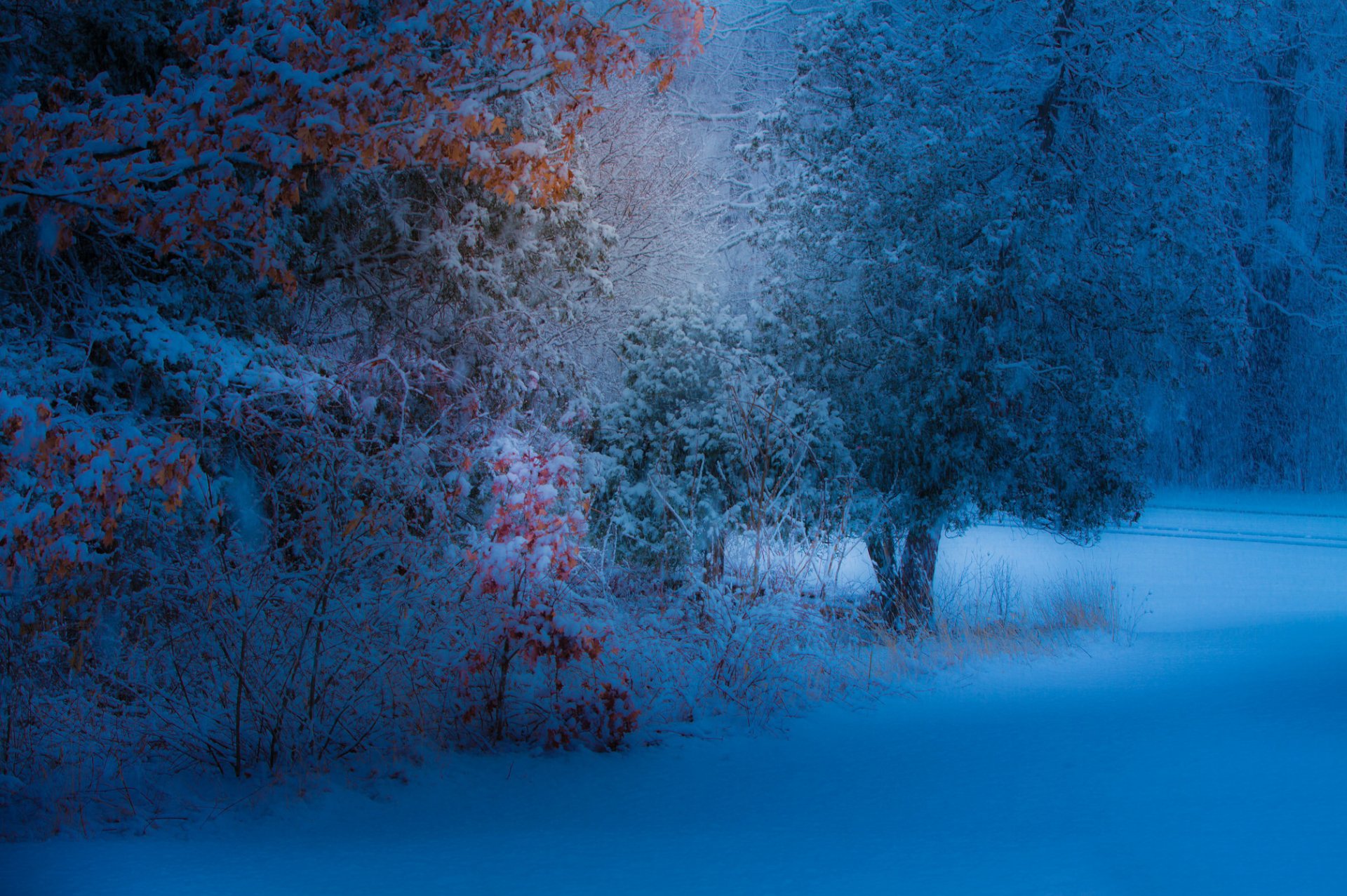 parc arbres feuilles jaune neige chute de neige soirée