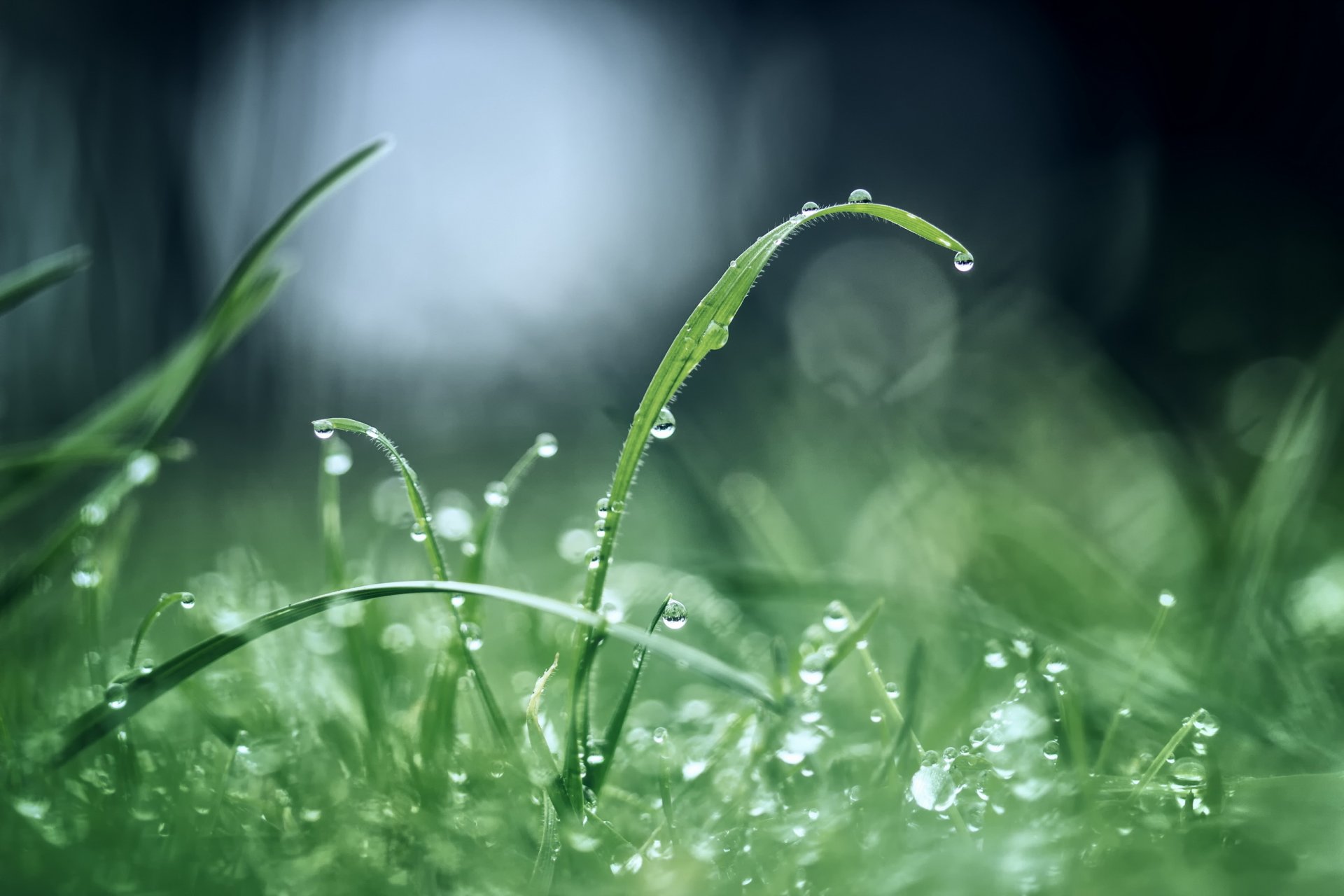 erba verde gocce rugiada bagliore mattina dopo la pioggia