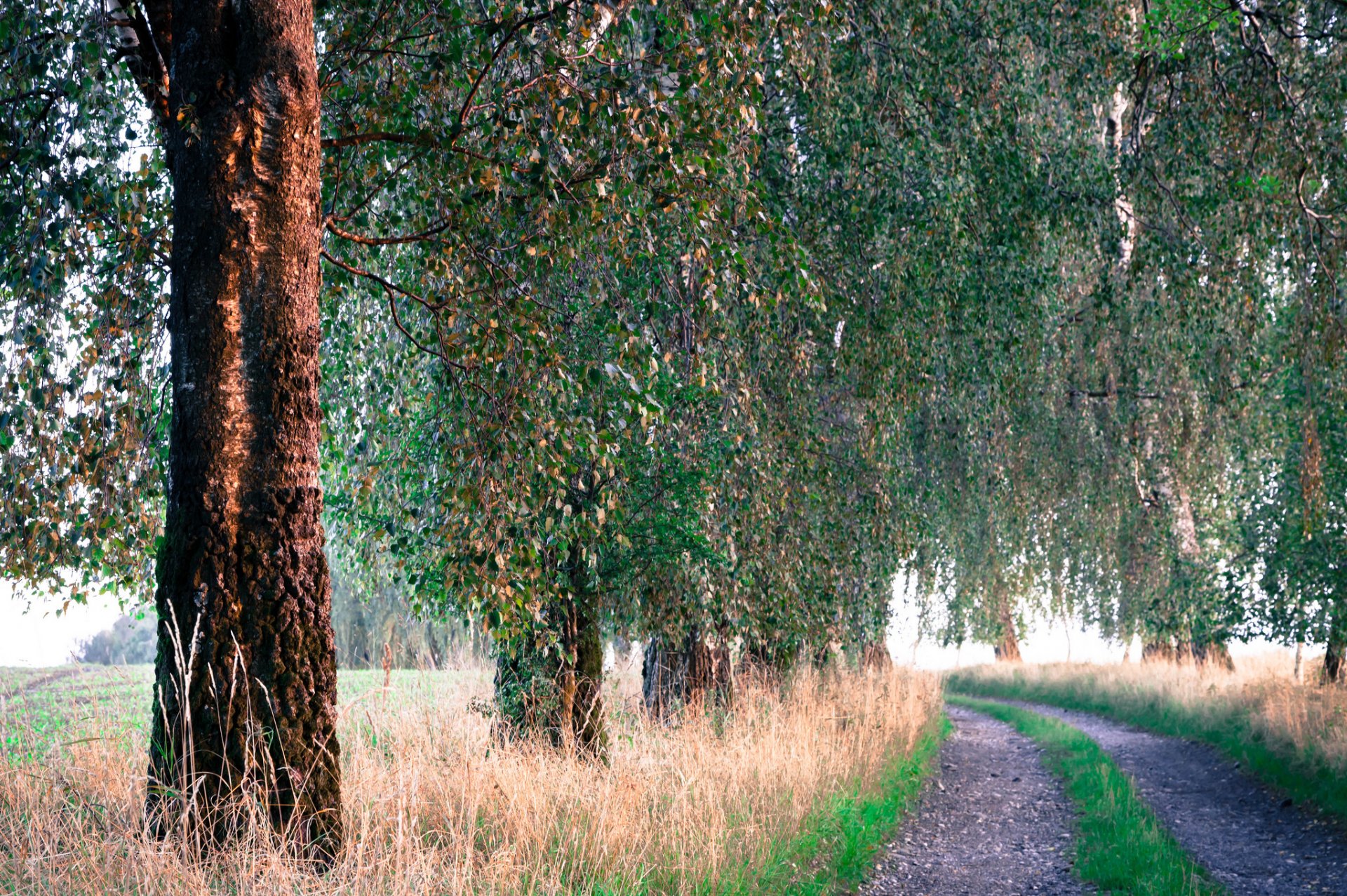 arbres herbe route été matin