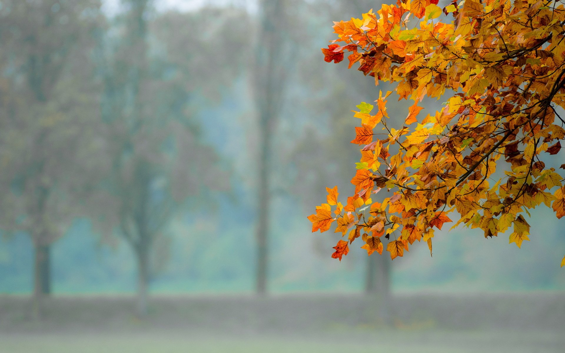 otoño hojas naturaleza