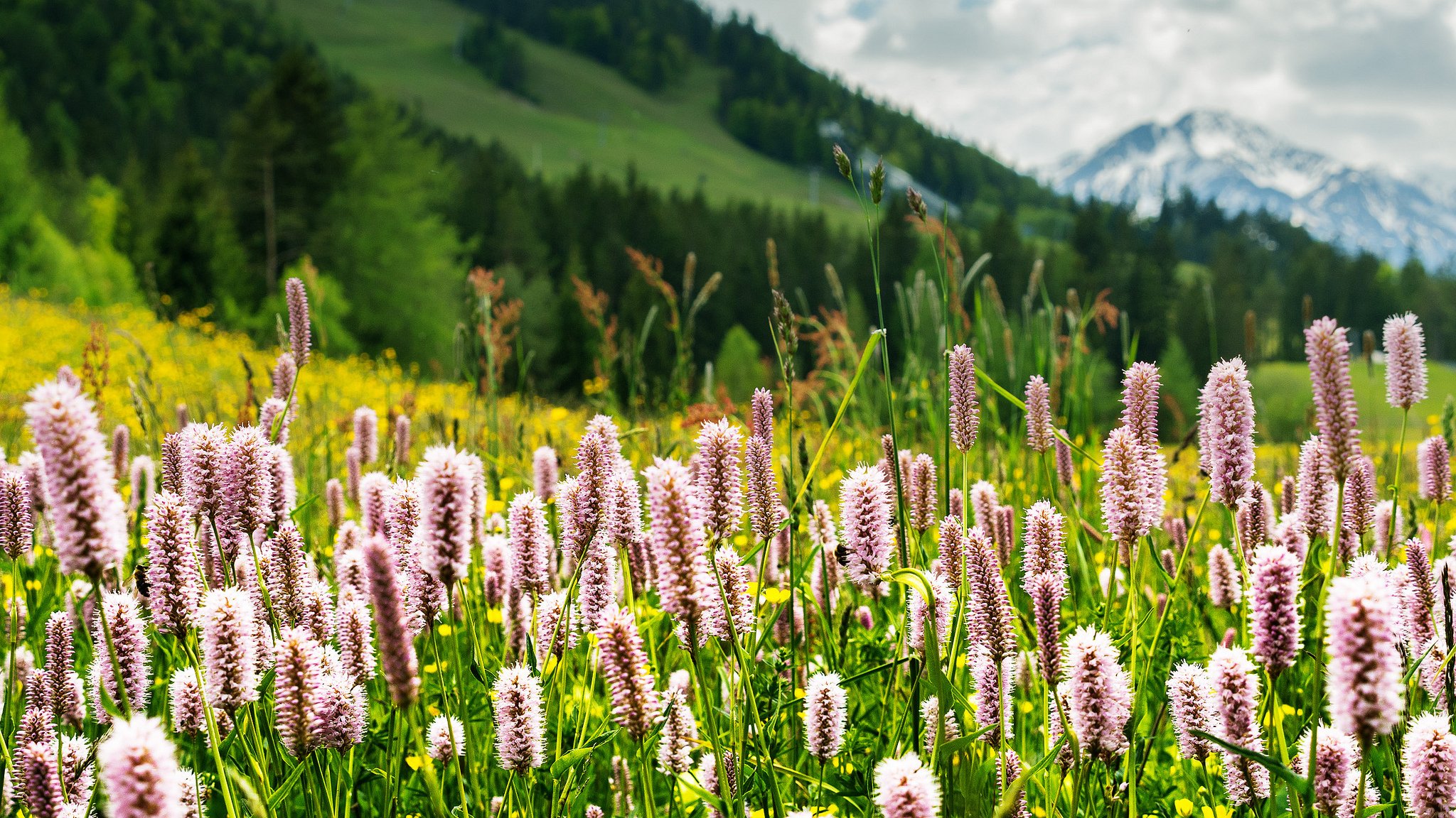 eefeld tyrol alps mountains meadow grass nature flowers greenery