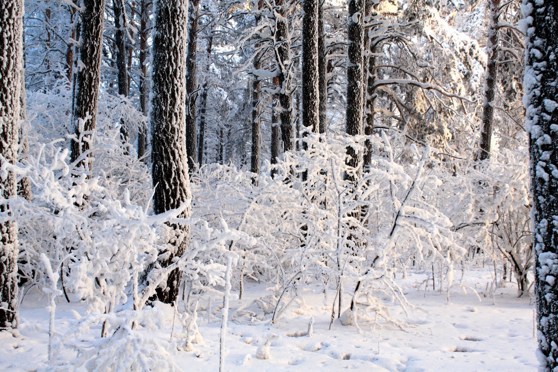 hiver forêt arbres congères buissons lumière jour