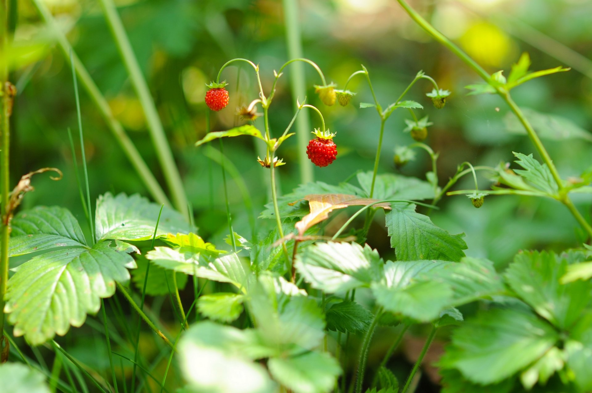 fraises baies gros plan