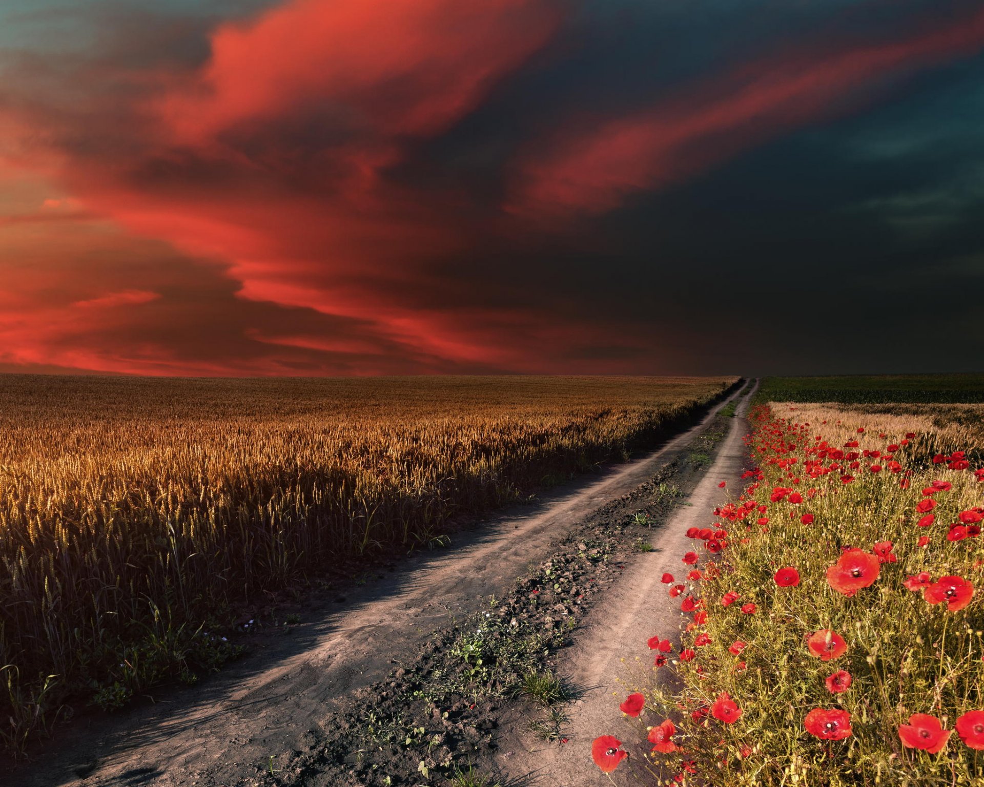 himmel feld straße mohnblumen