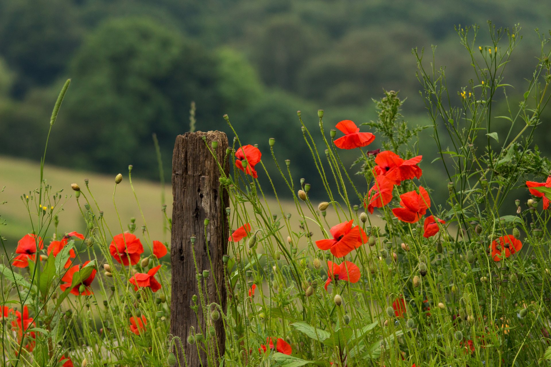 coquelicots rouge pétales fleurs tiges herbe vert champ été chaleur macro nature