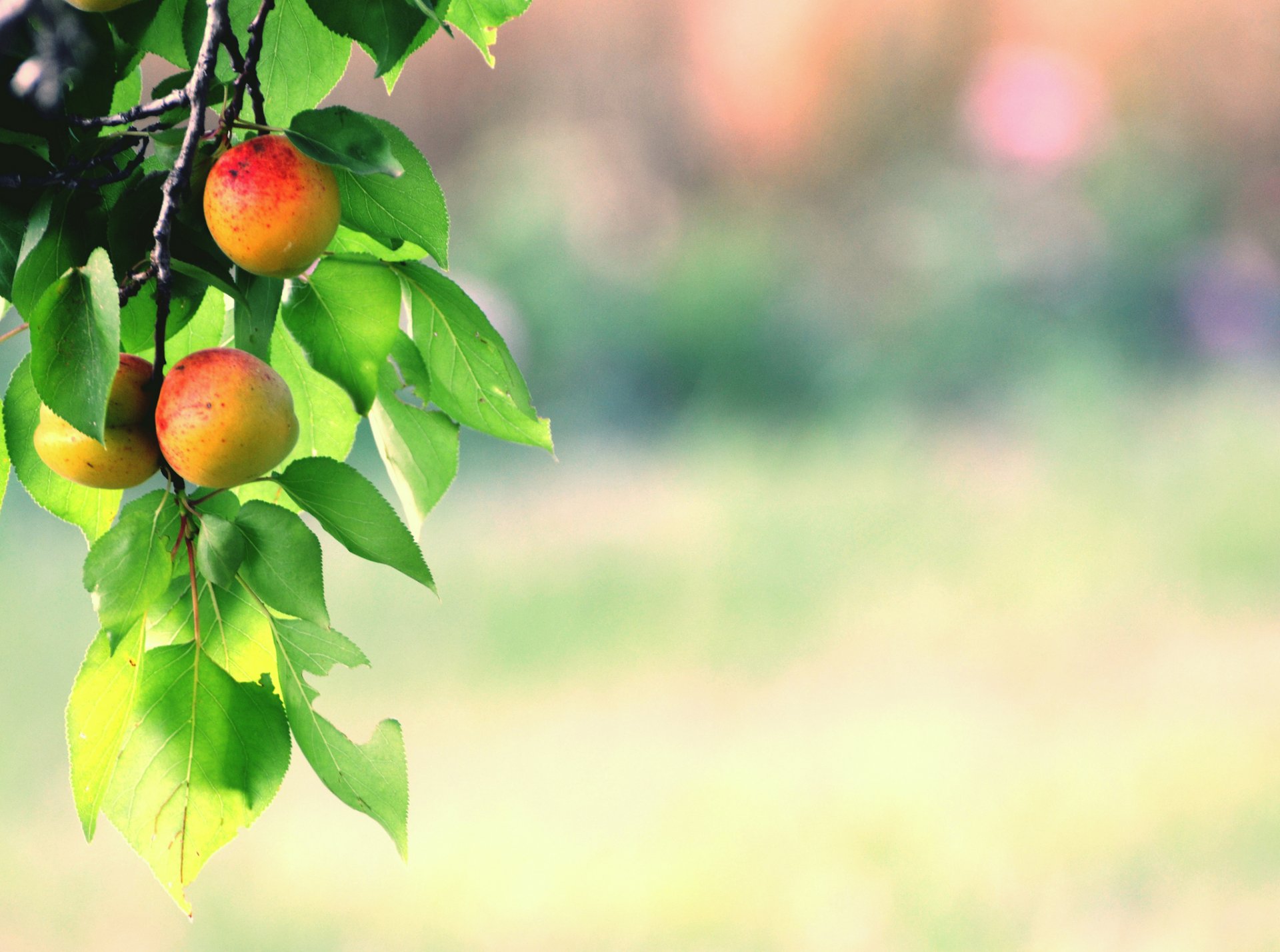 branche feuilles fruits fruits abricots