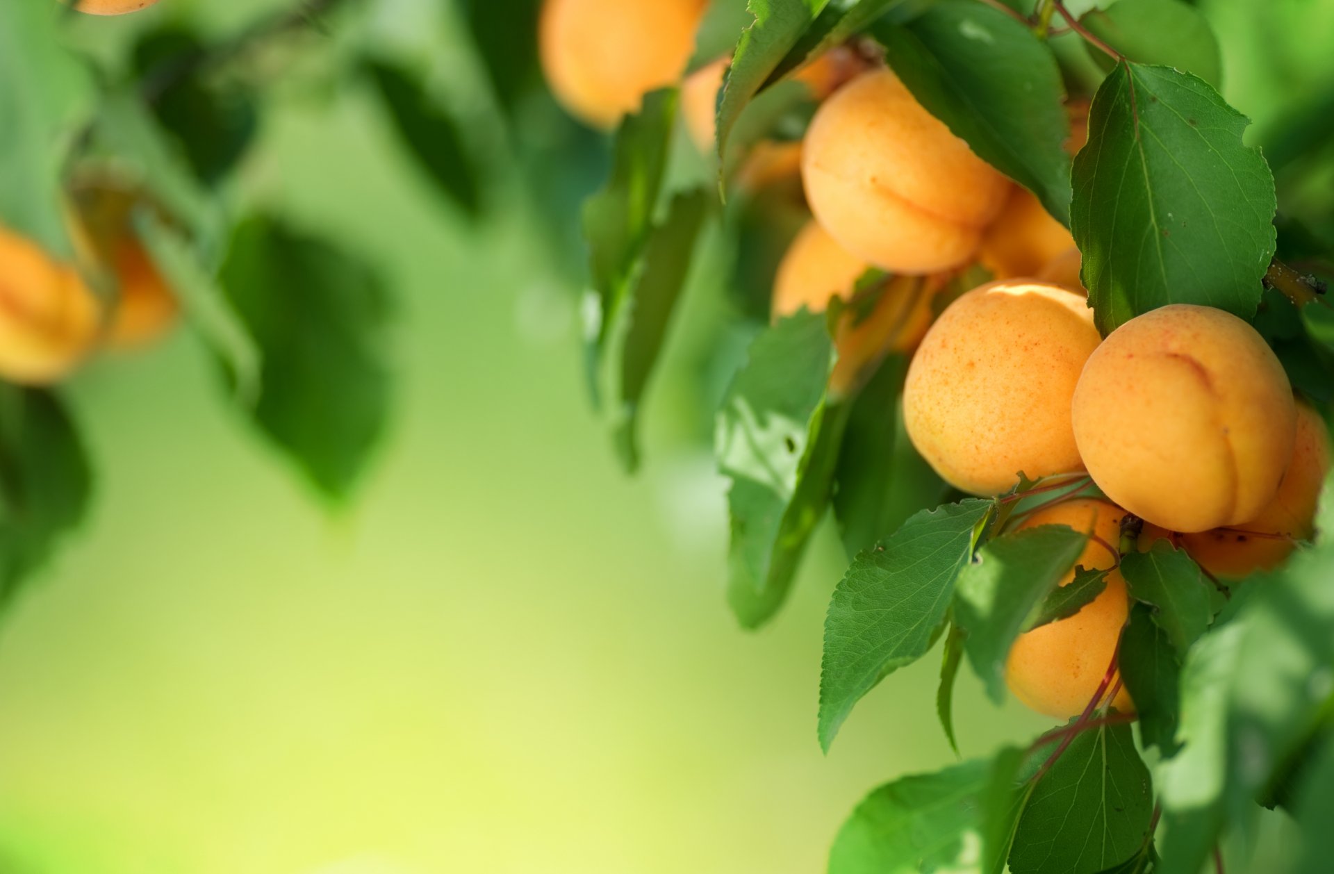 tree leaves apricots fruit fruit