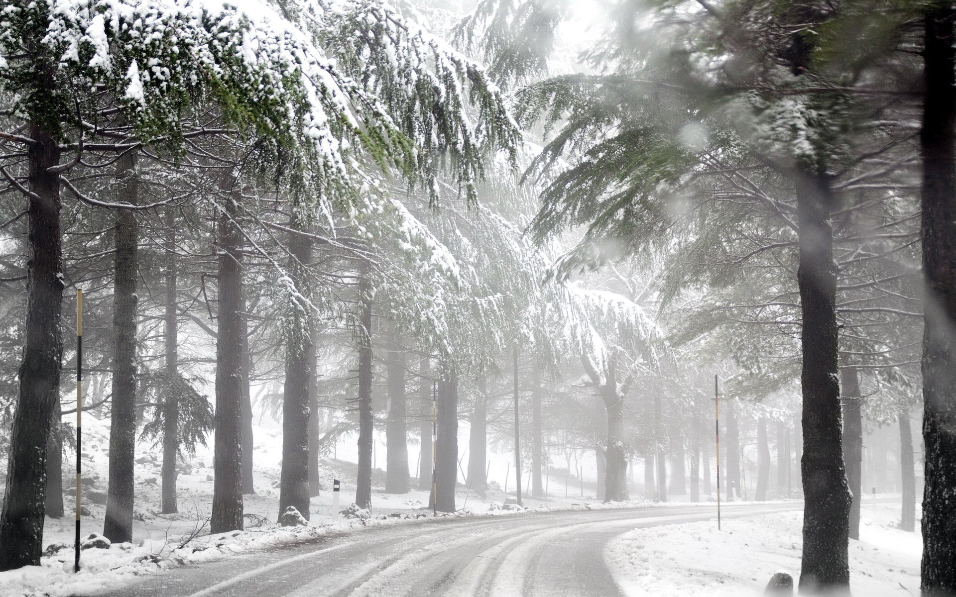 winter straße wald nebel