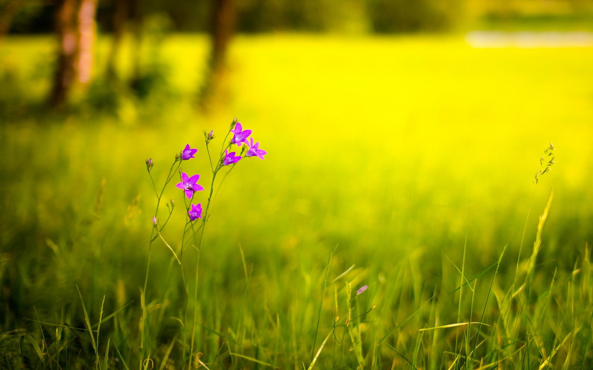 blume feld sommer natur