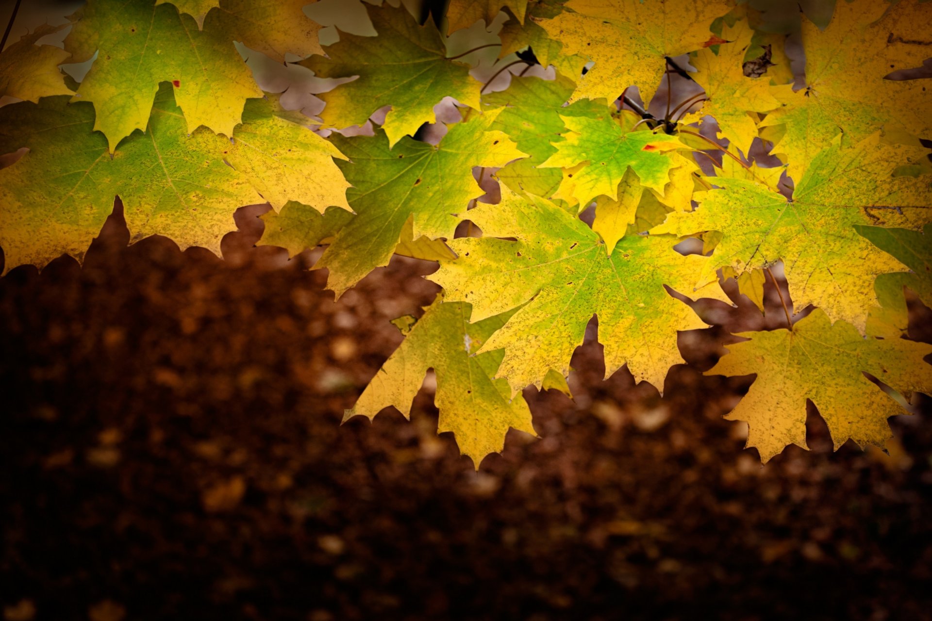 ahorn blätter herbst