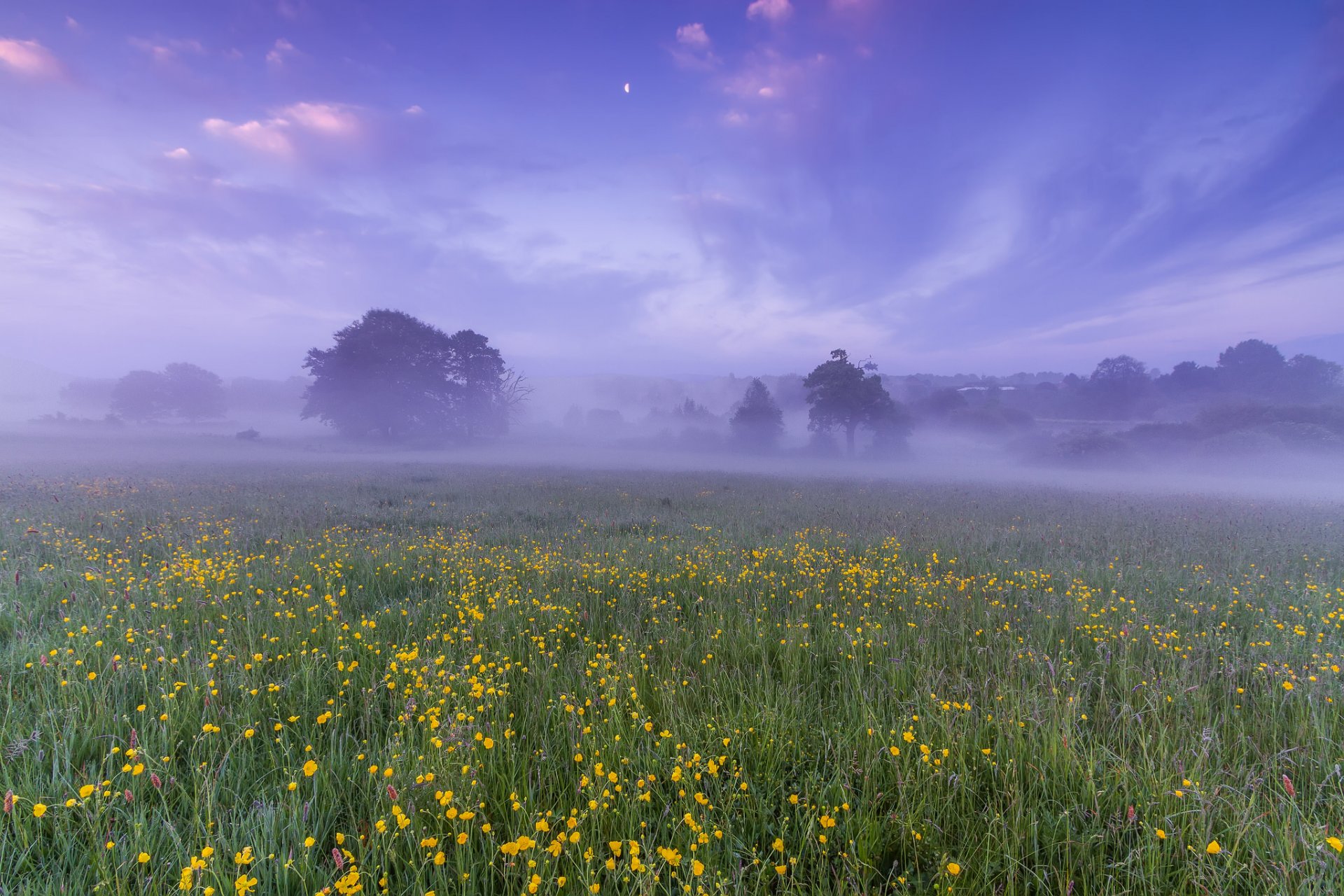 regno unito inghilterra campo radura alberi fiori foschia nebbia mattina alba cielo nuvole luna