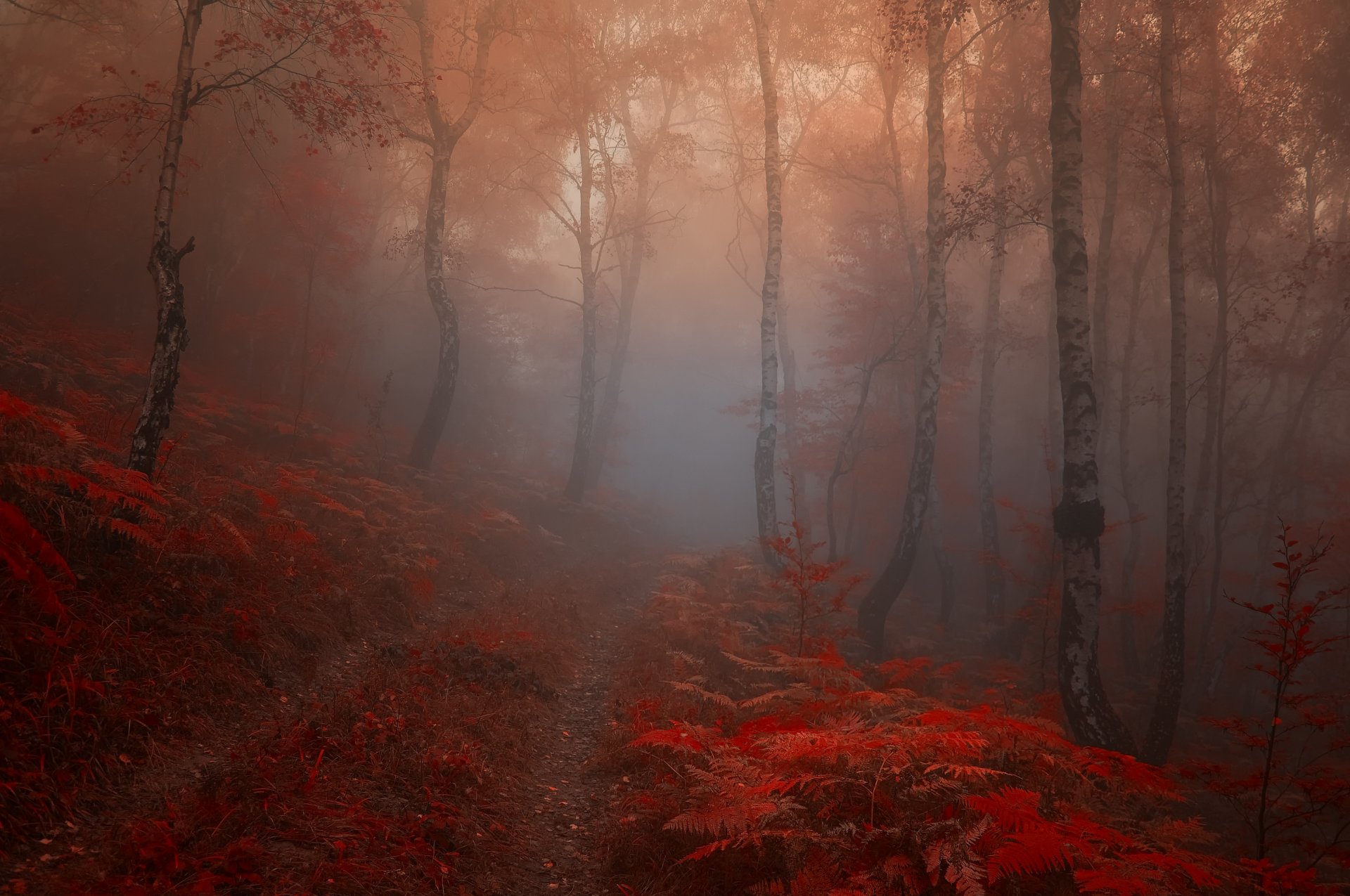 naturaleza hojas rojo otoño mañana bosque árboles niebla camino sendero