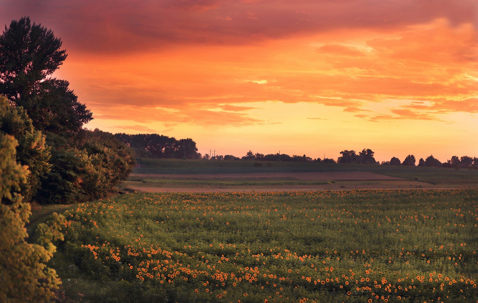 campo girasoles tarde puesta de sol