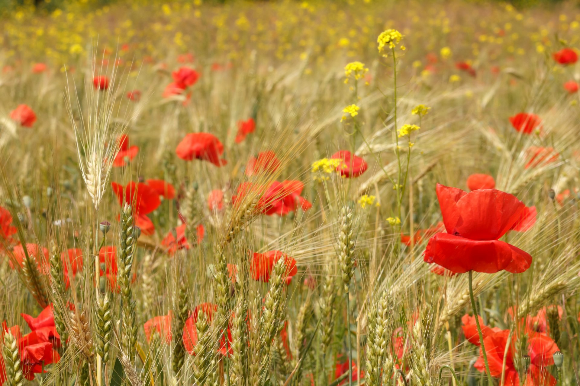 the field ears flower poppie