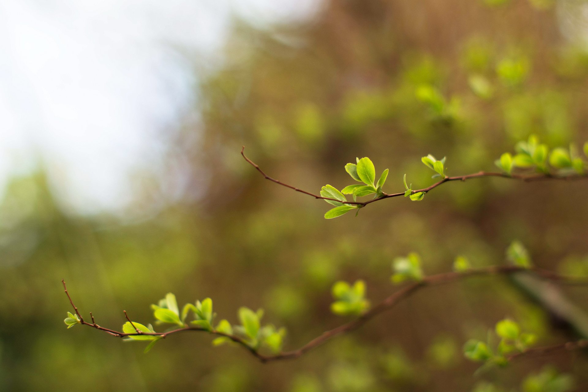 ramoscelli verde foglie giovani primavera bokeh sfocatura luce cielo