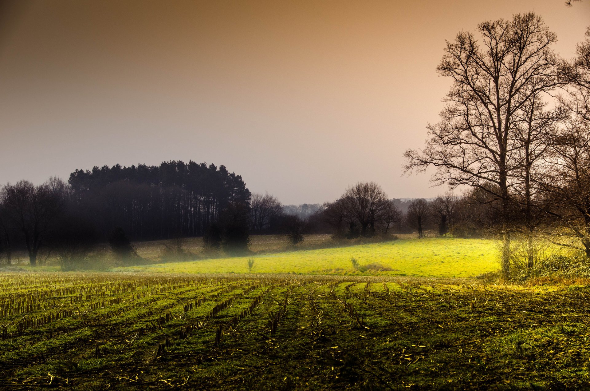 forêt champ automne