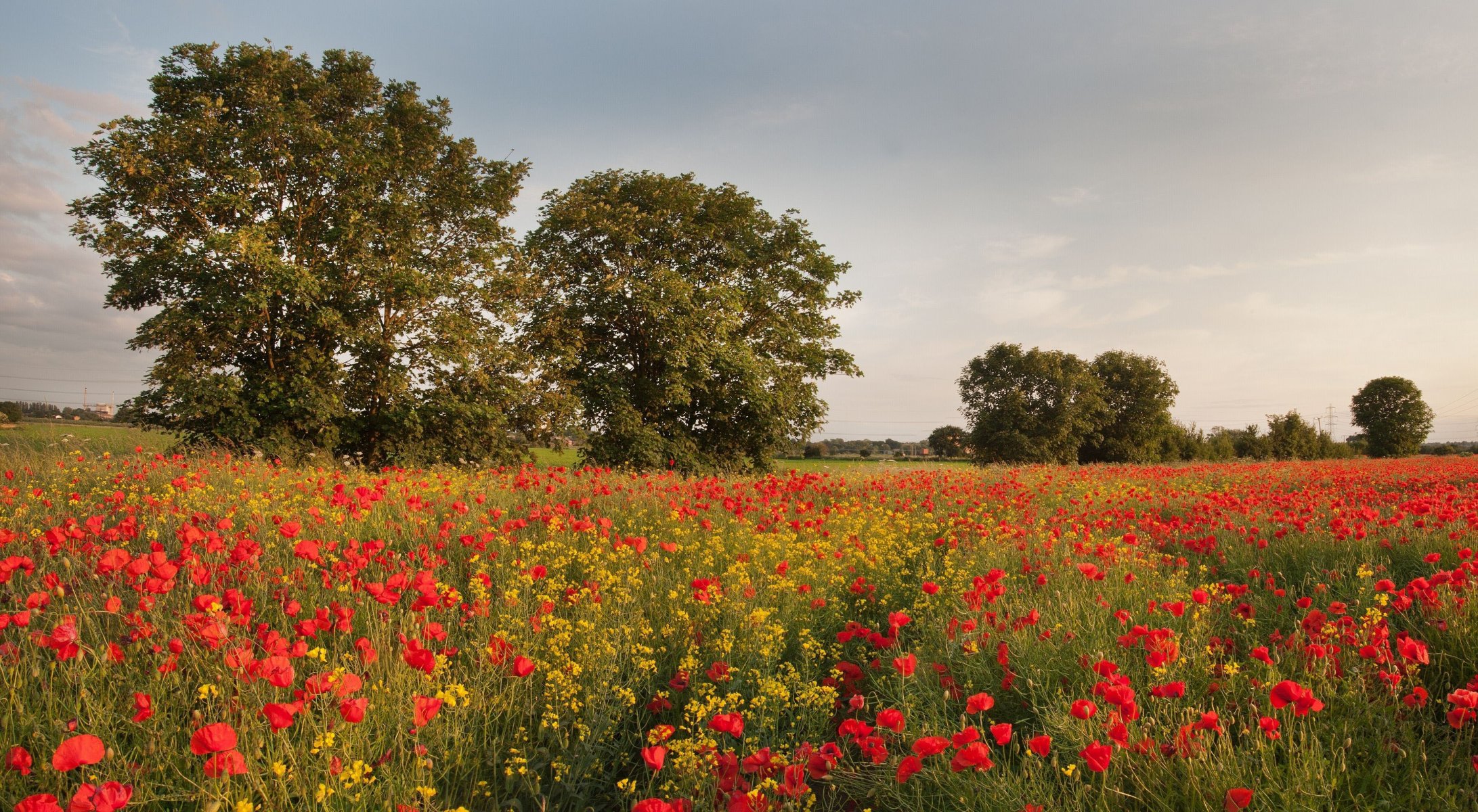 campo amapolas flores silvestres rojos árboles