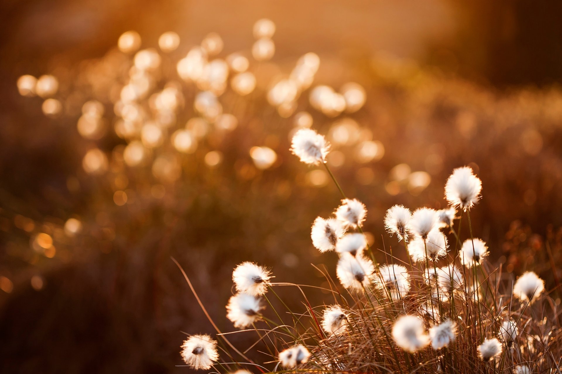 cottongrass sunset bokeh