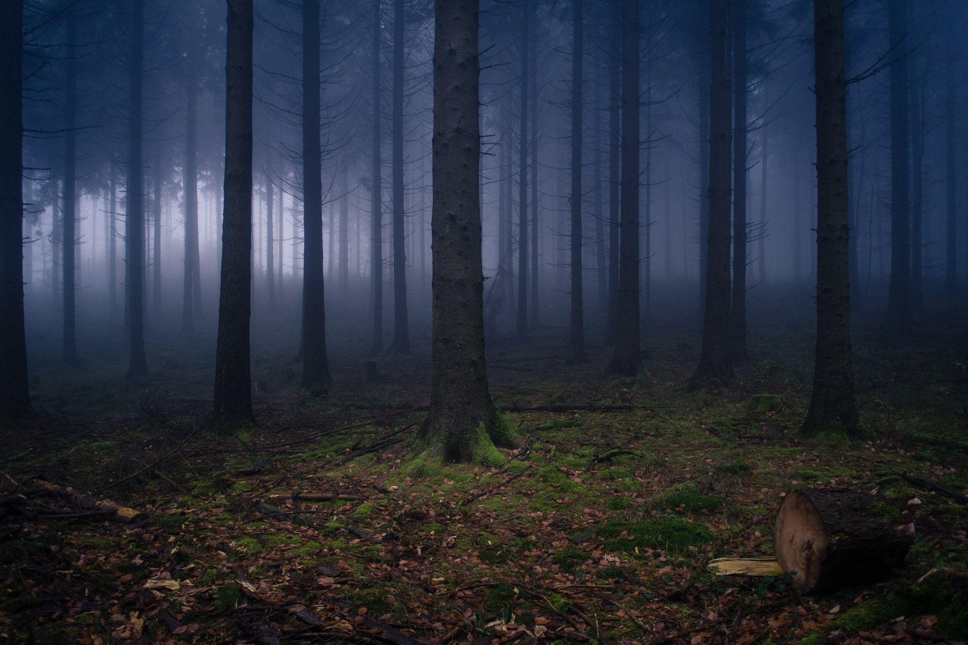 germania wilhelmsfeld natura foresta foschia